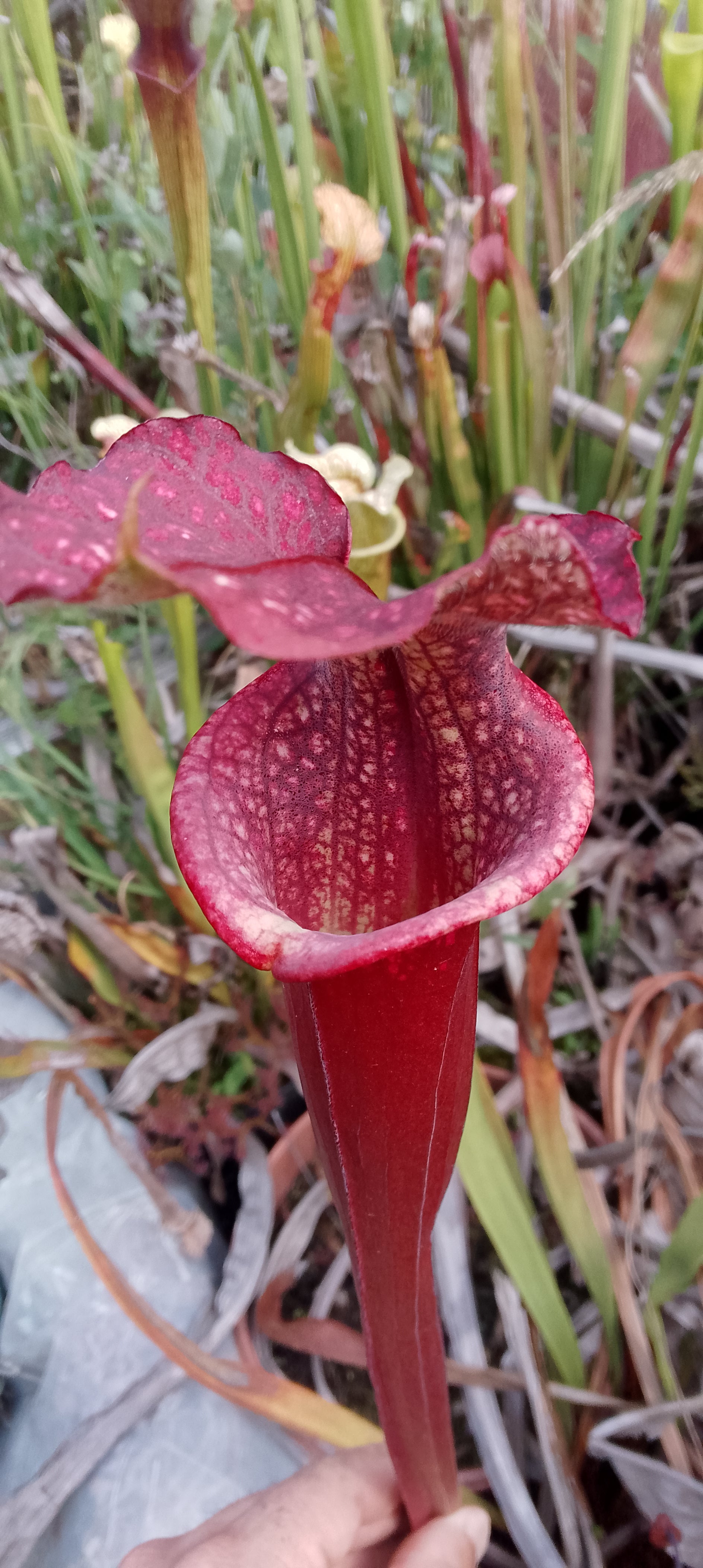 Sarracenia Saurus x Saurus