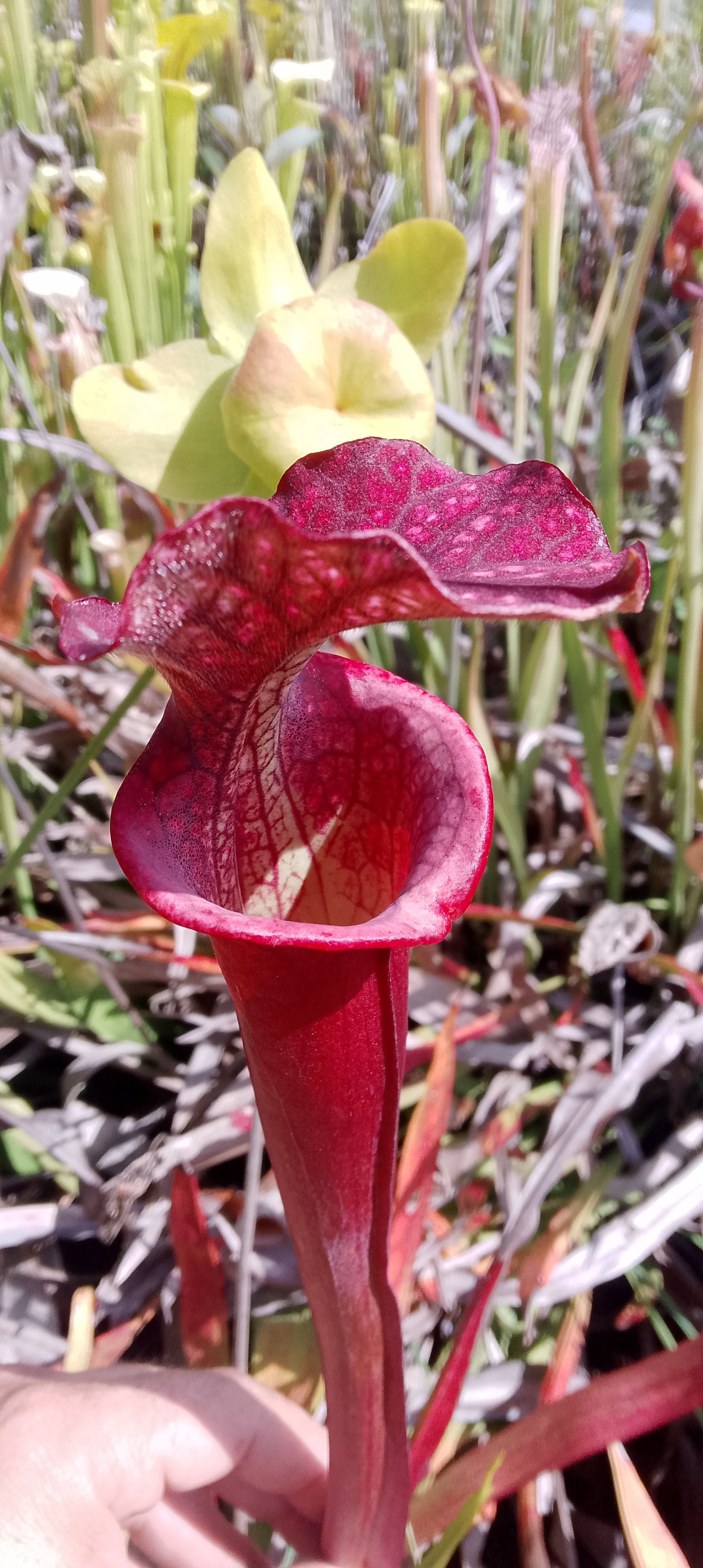 Sarracenia Saurus x Saurus