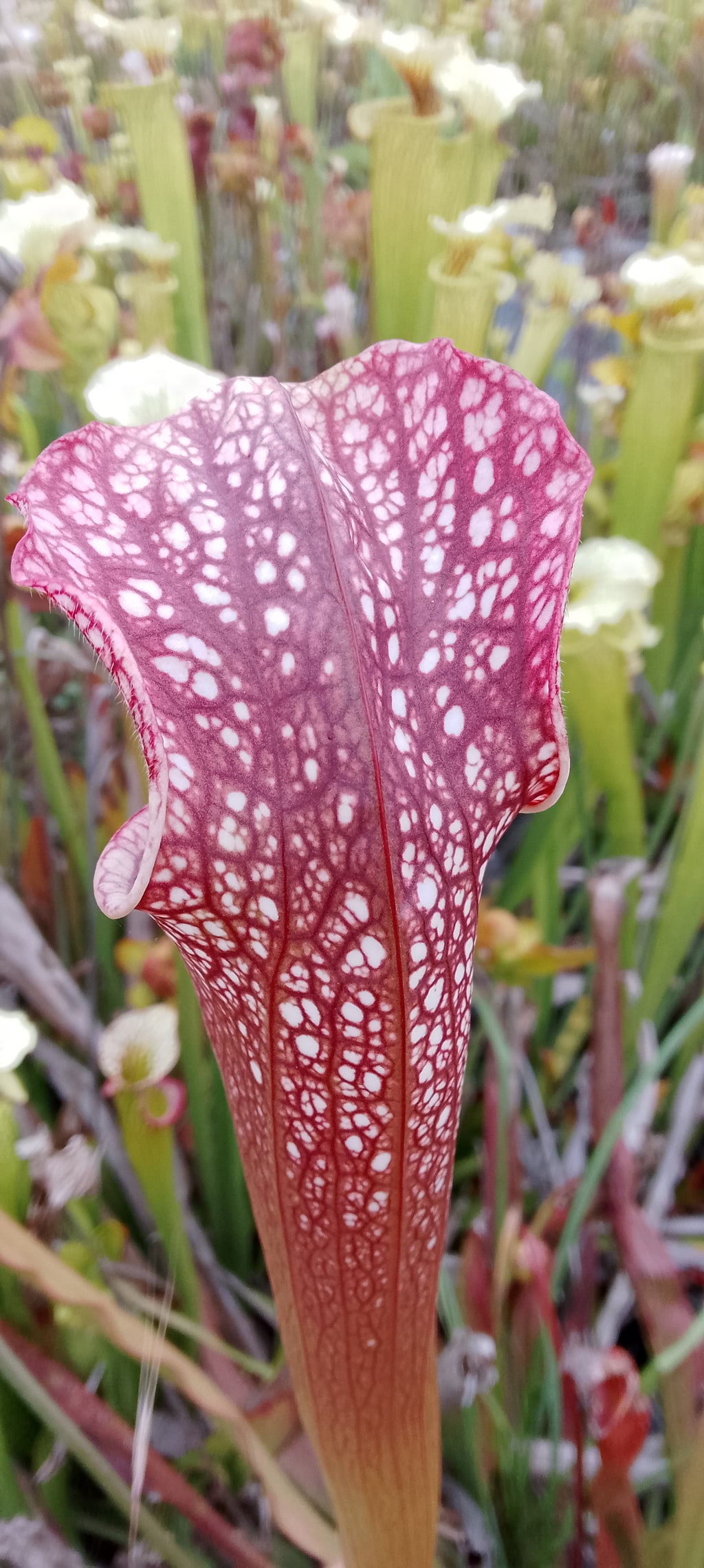 Sarracenia H85B MK x leucophylla