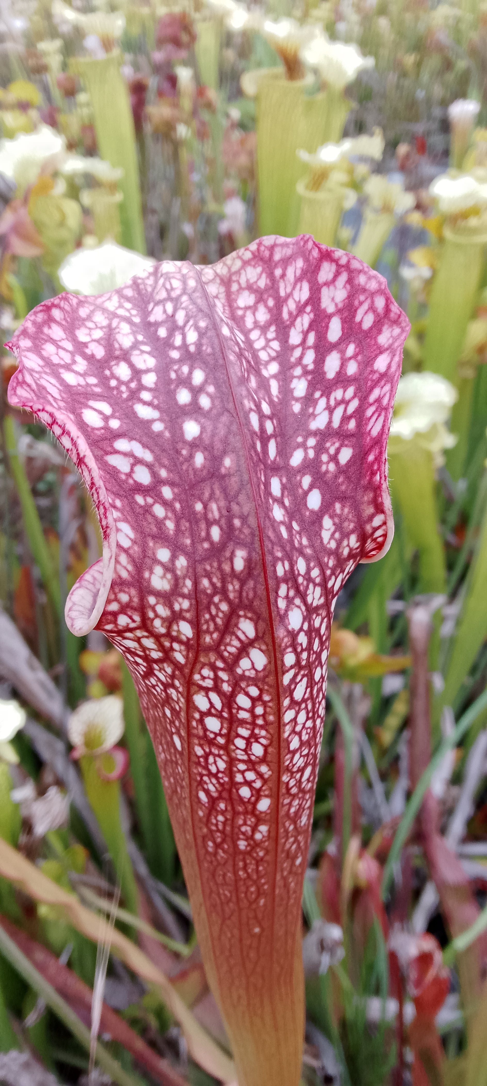 Sarracenia H85B MK x leucophylla