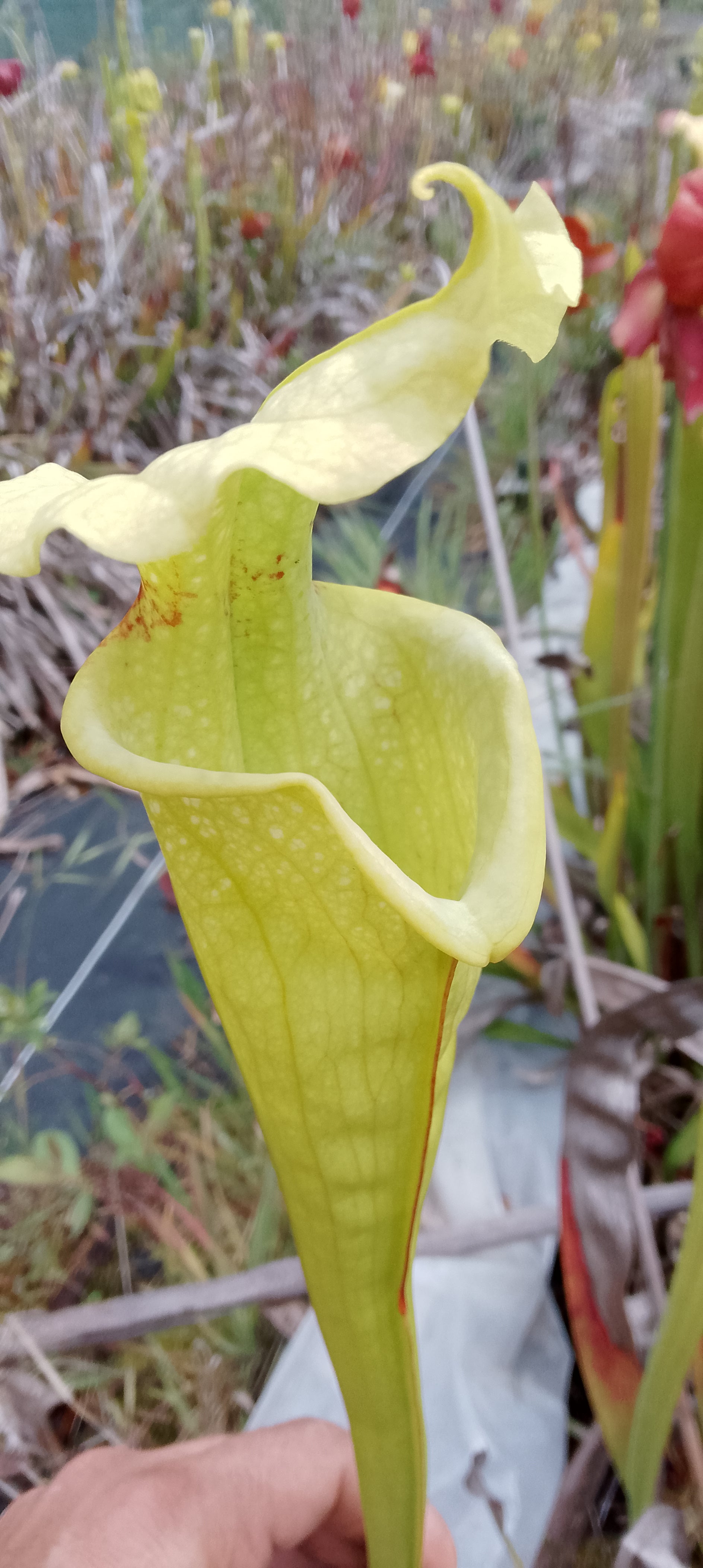 Sarracenia x Moorei Fluo