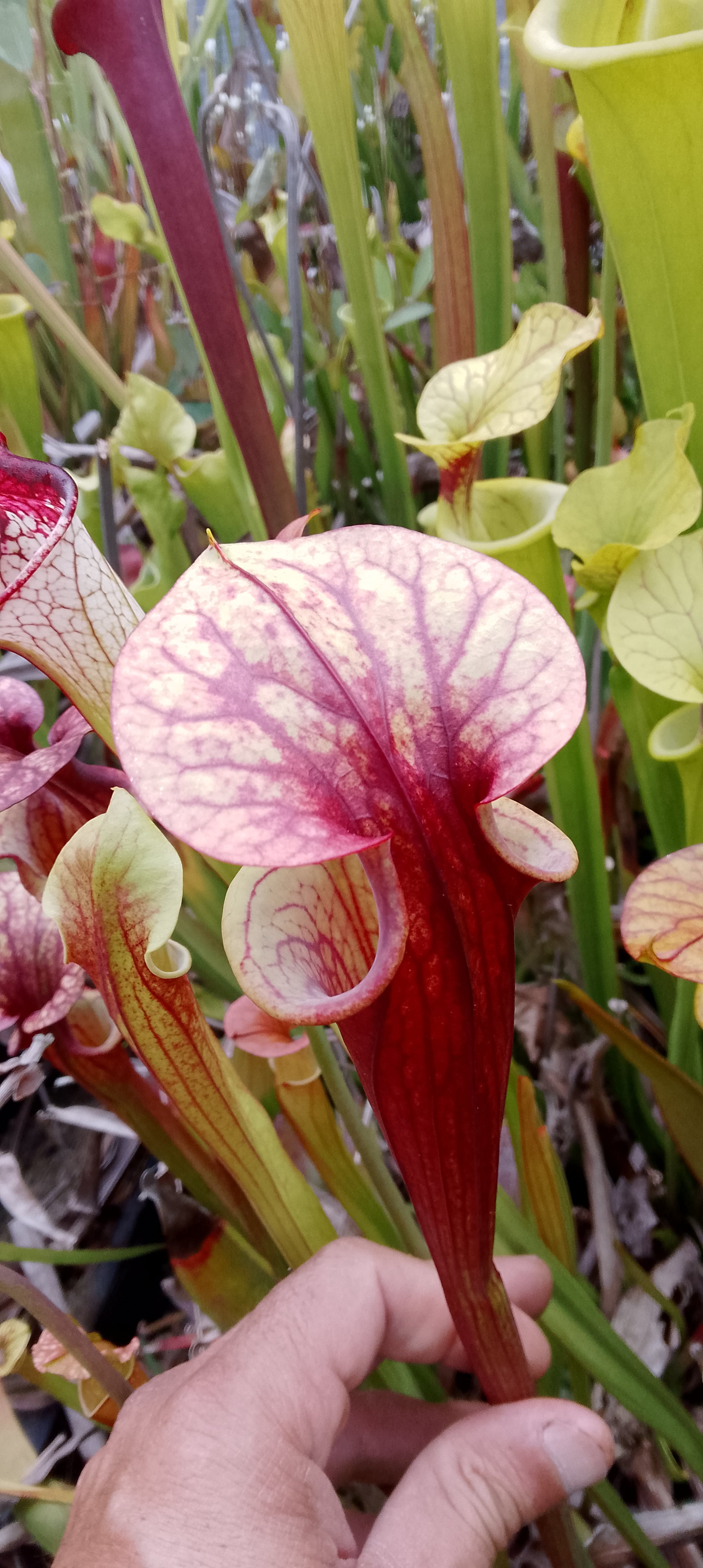 Sarracenia x ( Flava var rubricorpora x leucophylla)x Moorei Adrian Slack