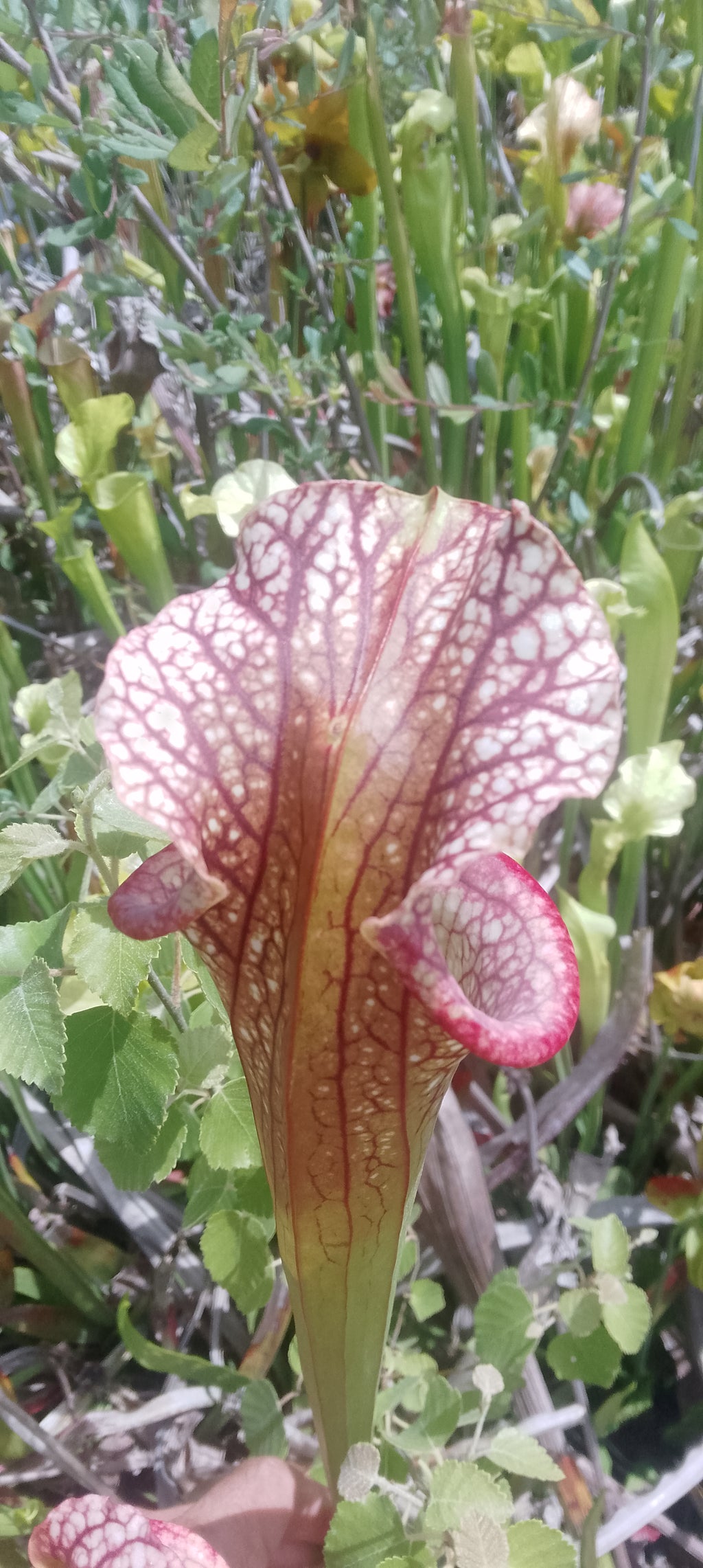 Sarracenia x Moorei