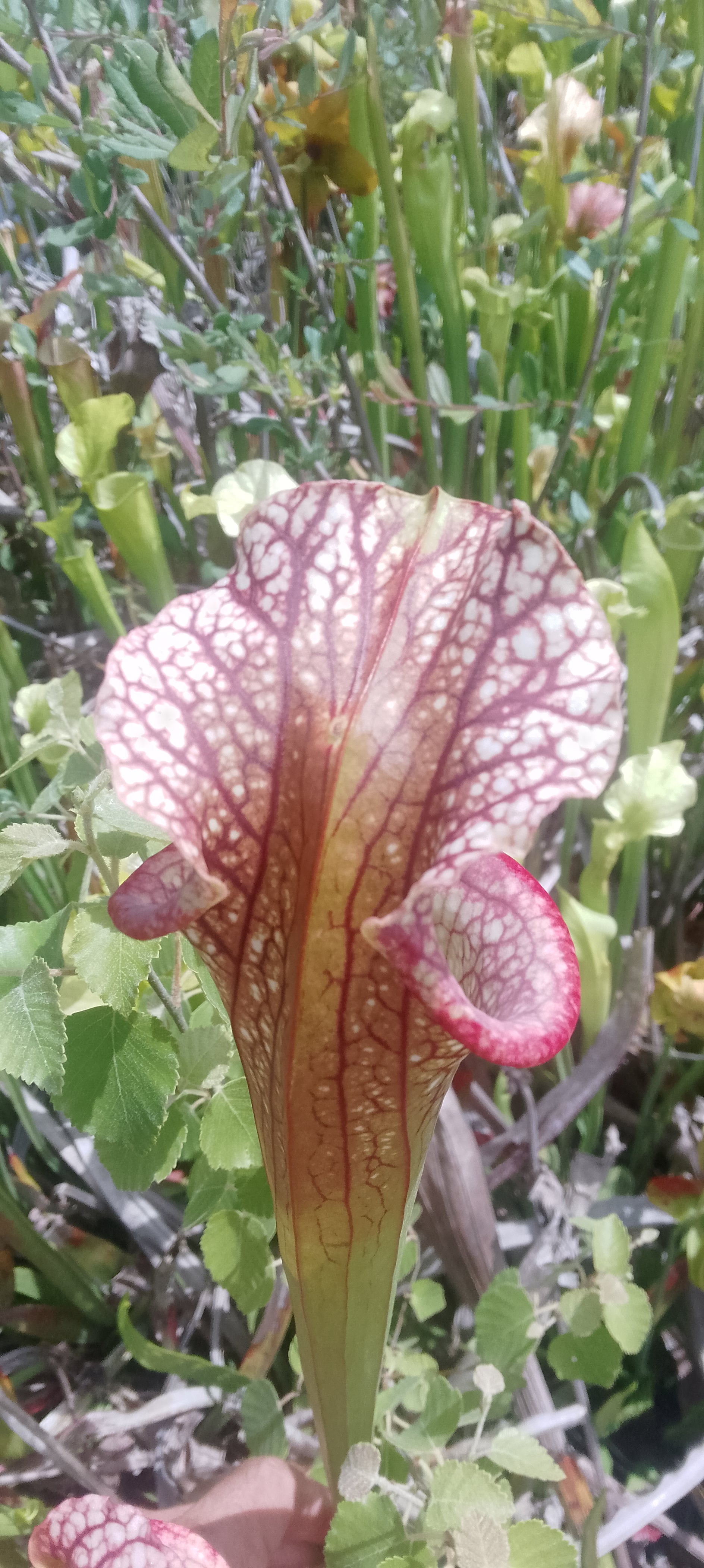 Sarracenia x Moorei