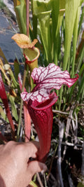 Sarracenia leucophylla Wilkerson red rocket x Saurus