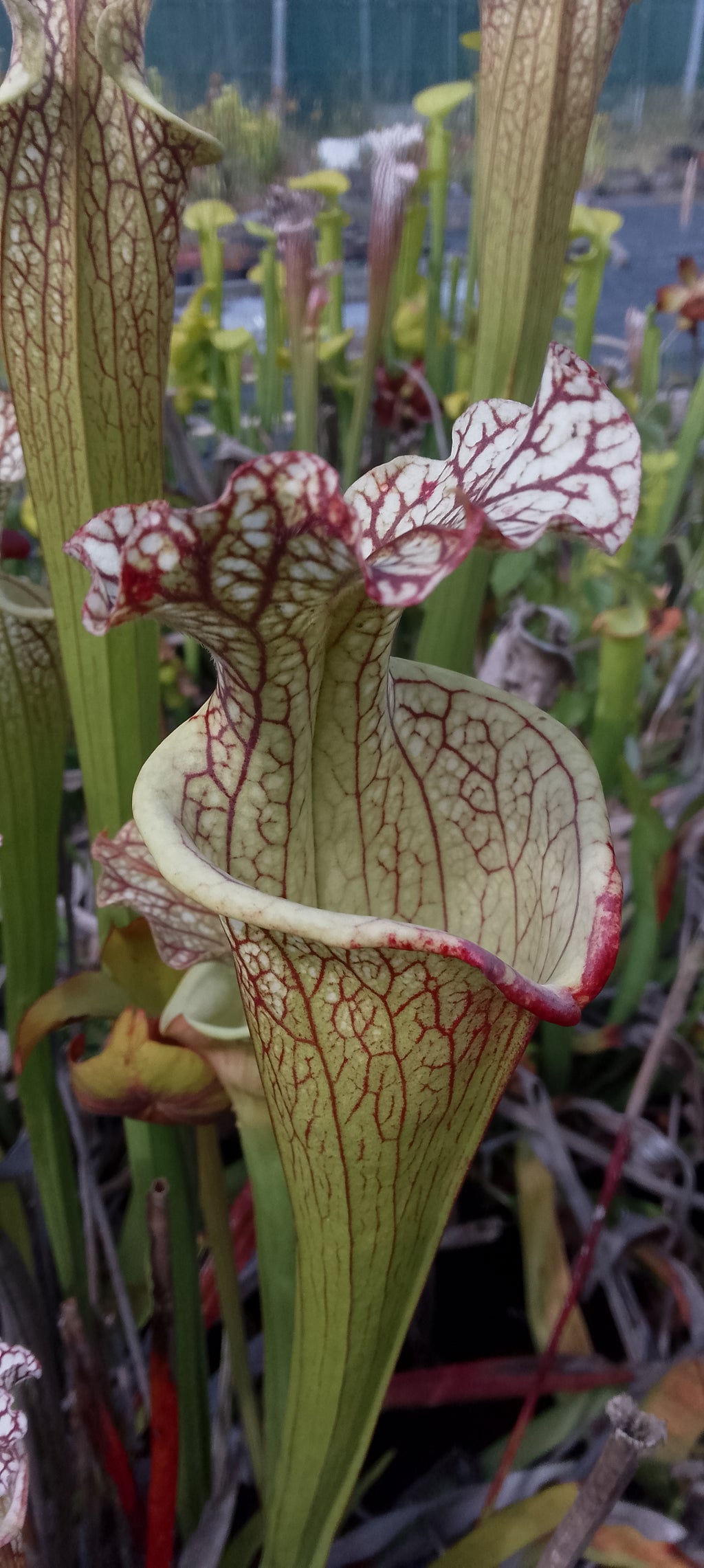 Sarracenia x Moorei