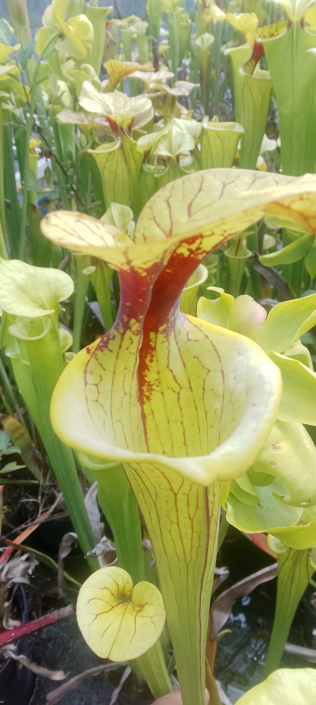 Sarracenia Flava var Flava
