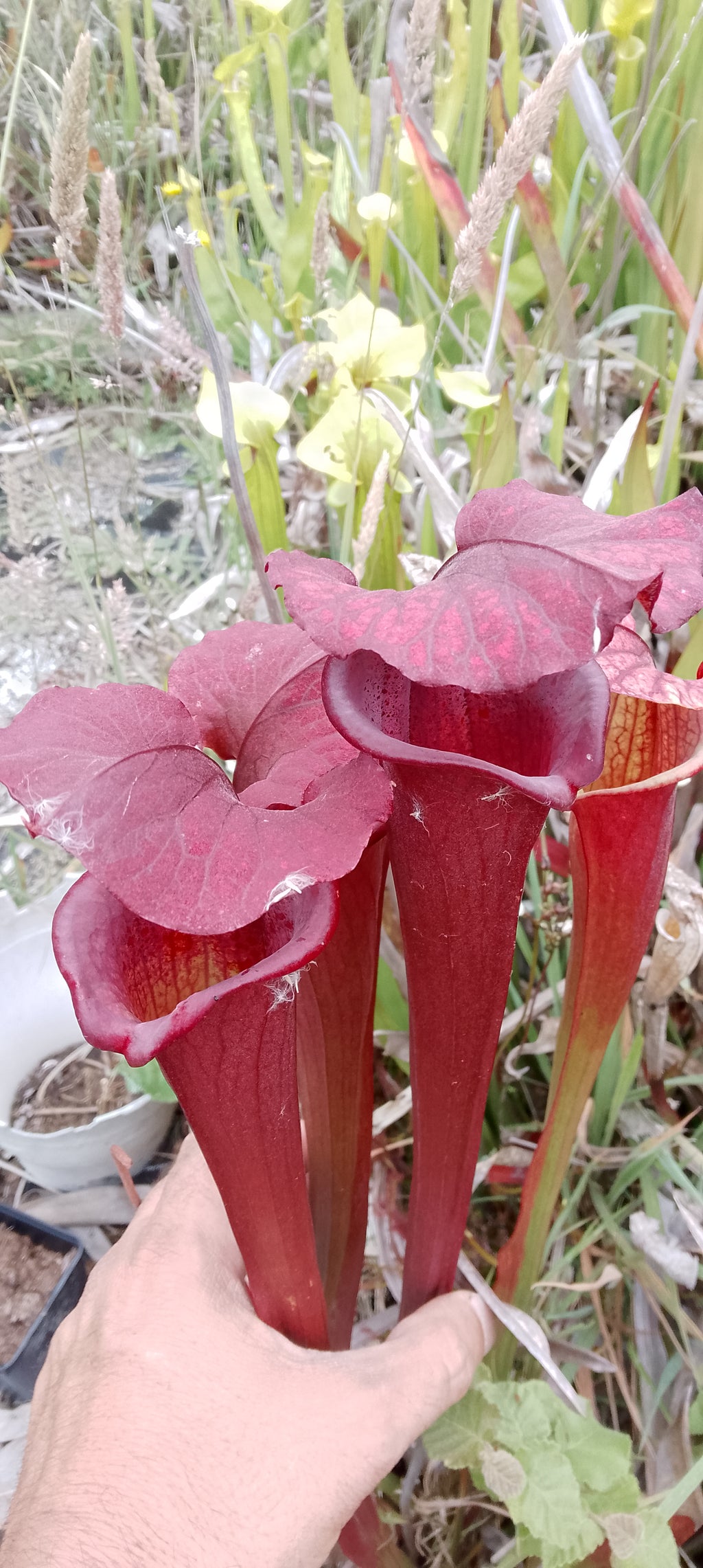 Sarracenia Bagheera x Saurus