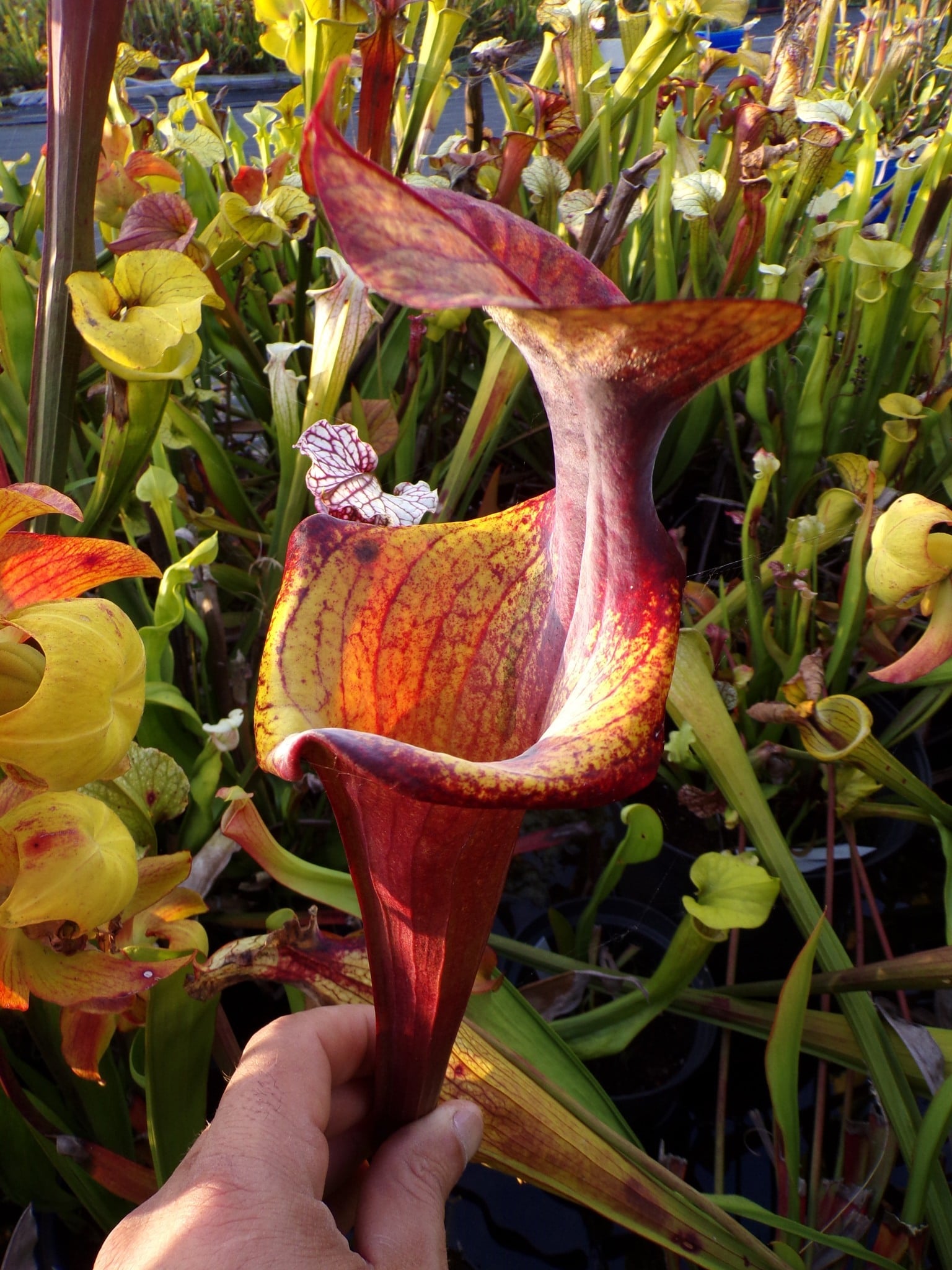 Sarracenia x Gorilla Sunshine