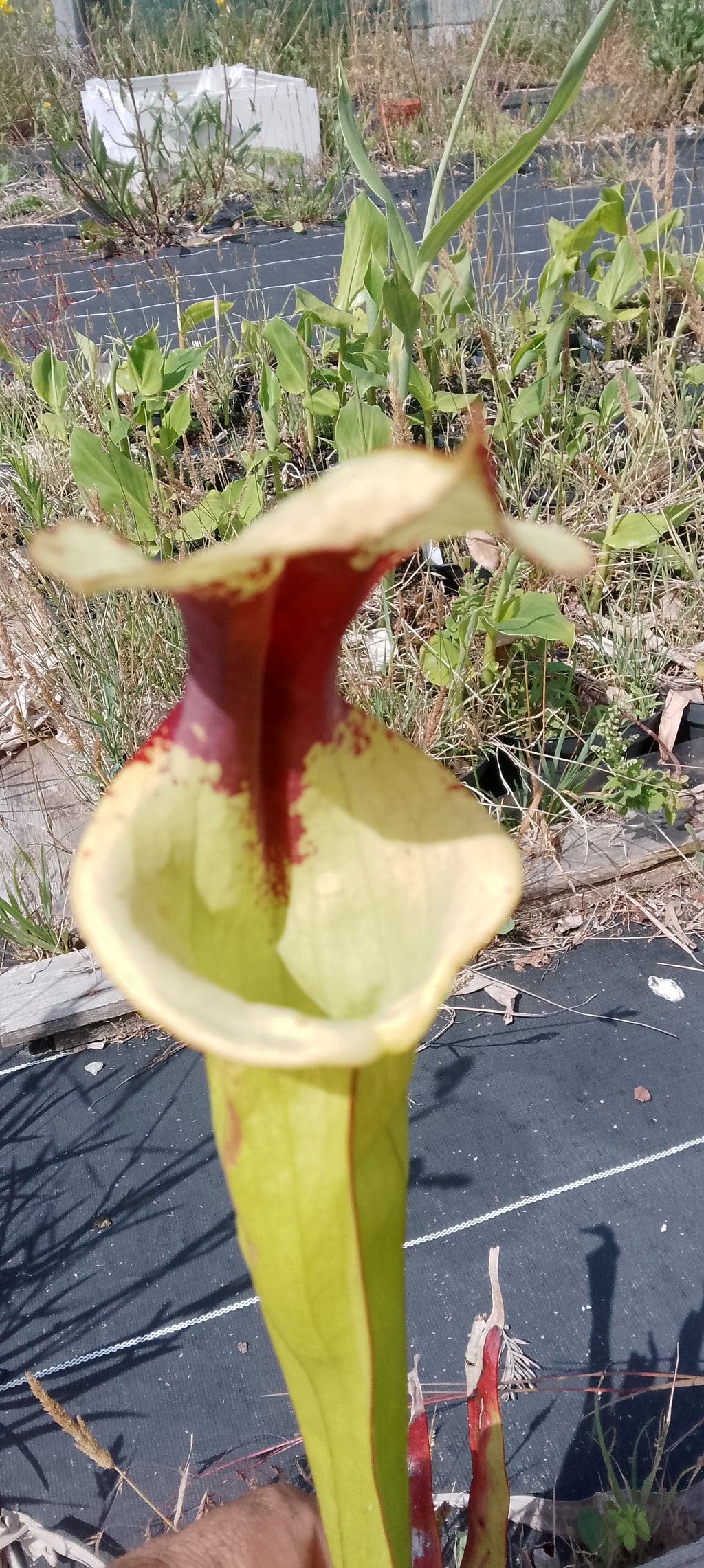 Sarracenia Moorei Leah Wilkerson x Leah Wilkerson