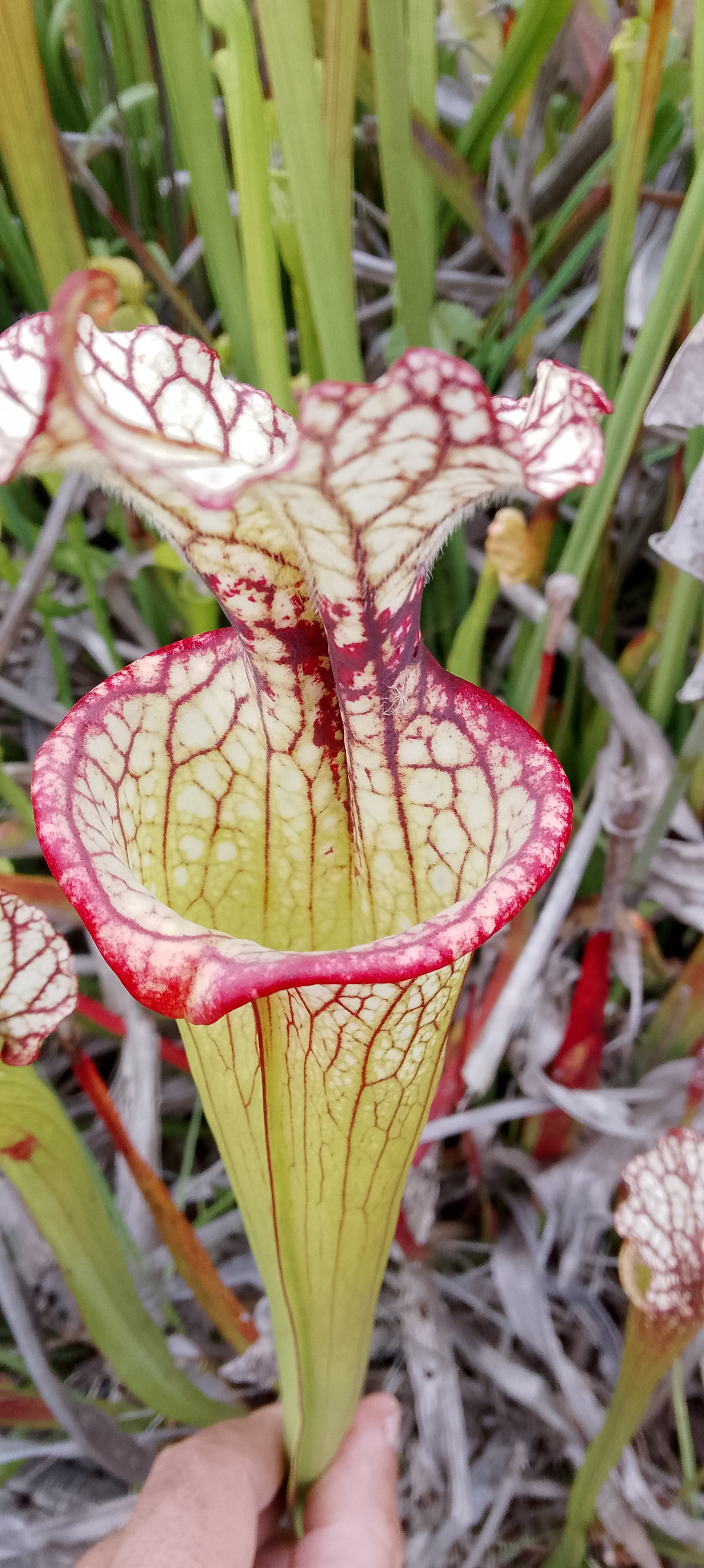 Sarracenia x Moorei