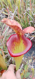 Sarracenia x hybride