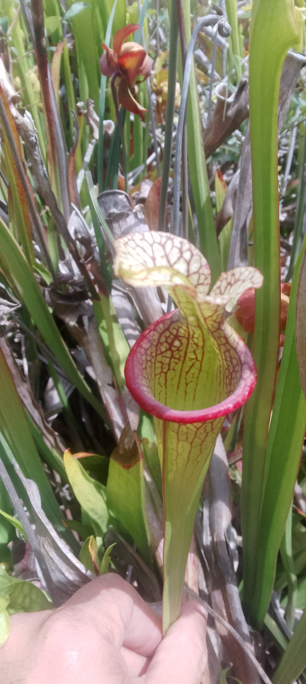 Sarracenia x Moorei