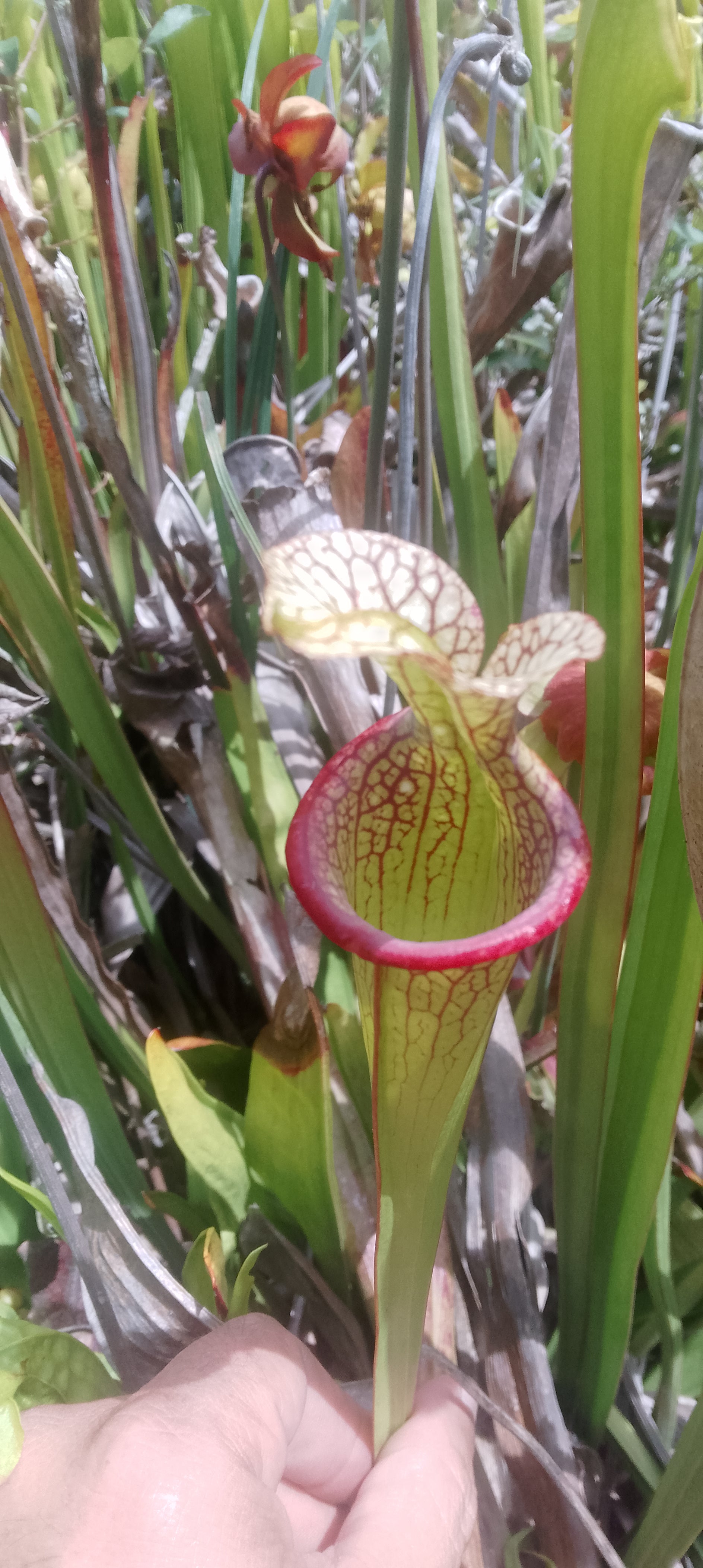 Sarracenia x Moorei