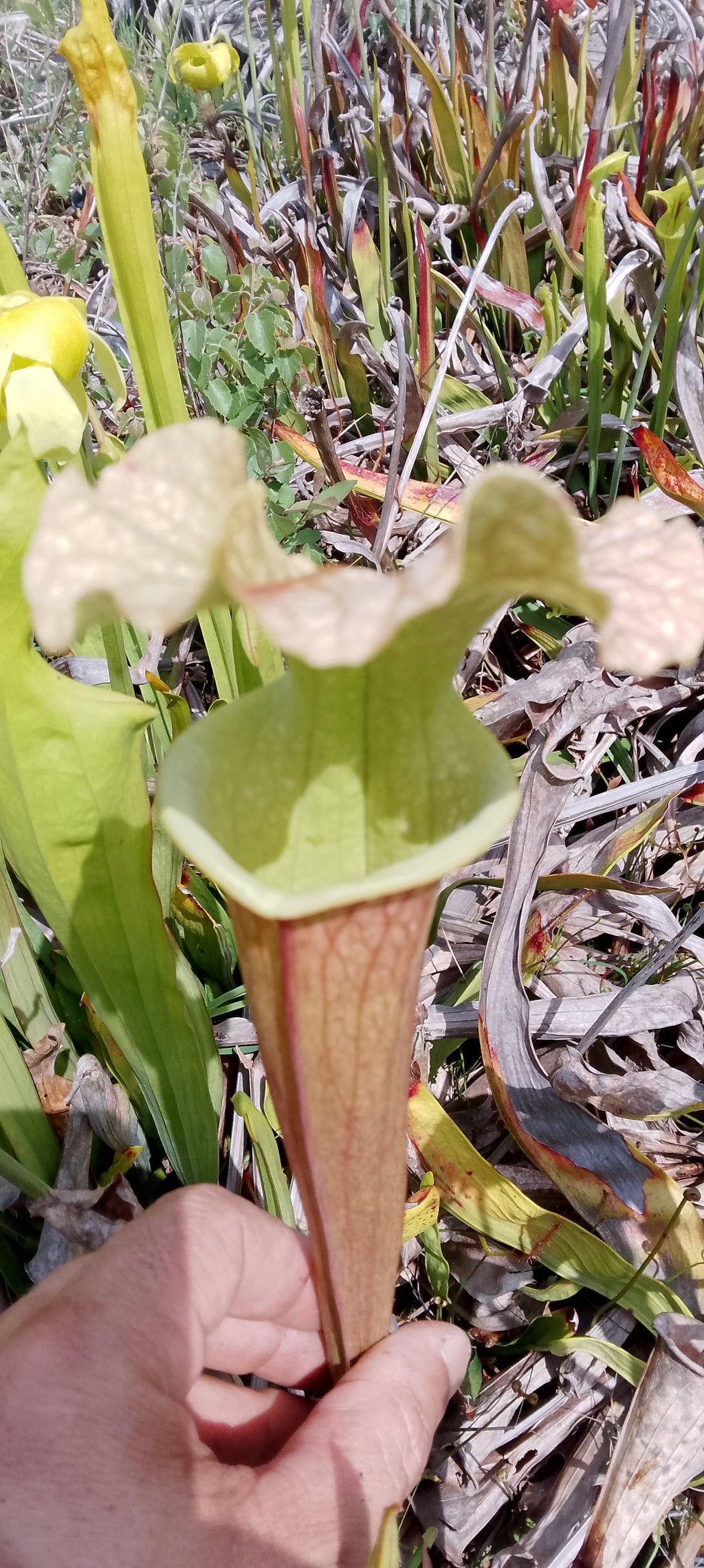 Sarracenia x ( Ananas x Saurus)