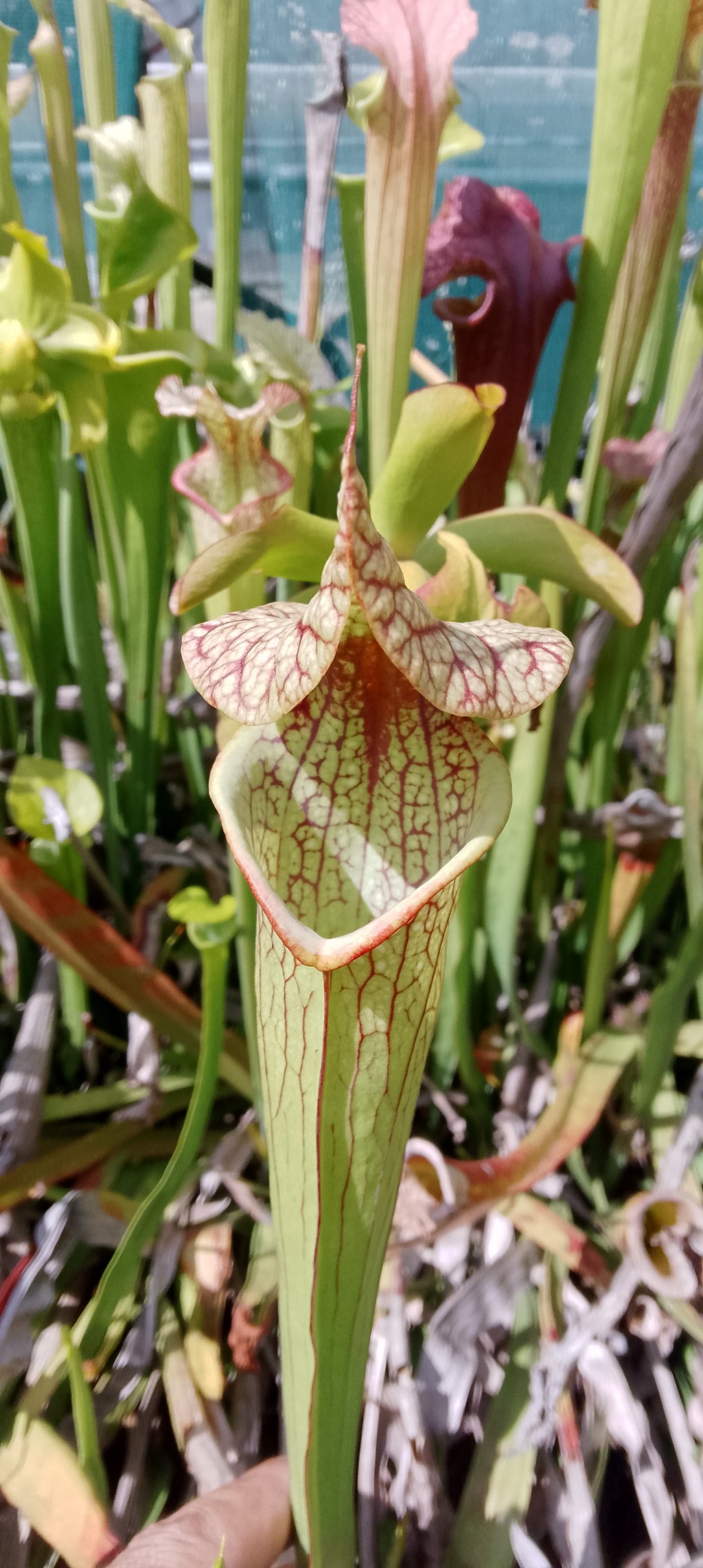 Sarracenia Moorei Big Mouth Santa Rosa x Leah Wilkerson