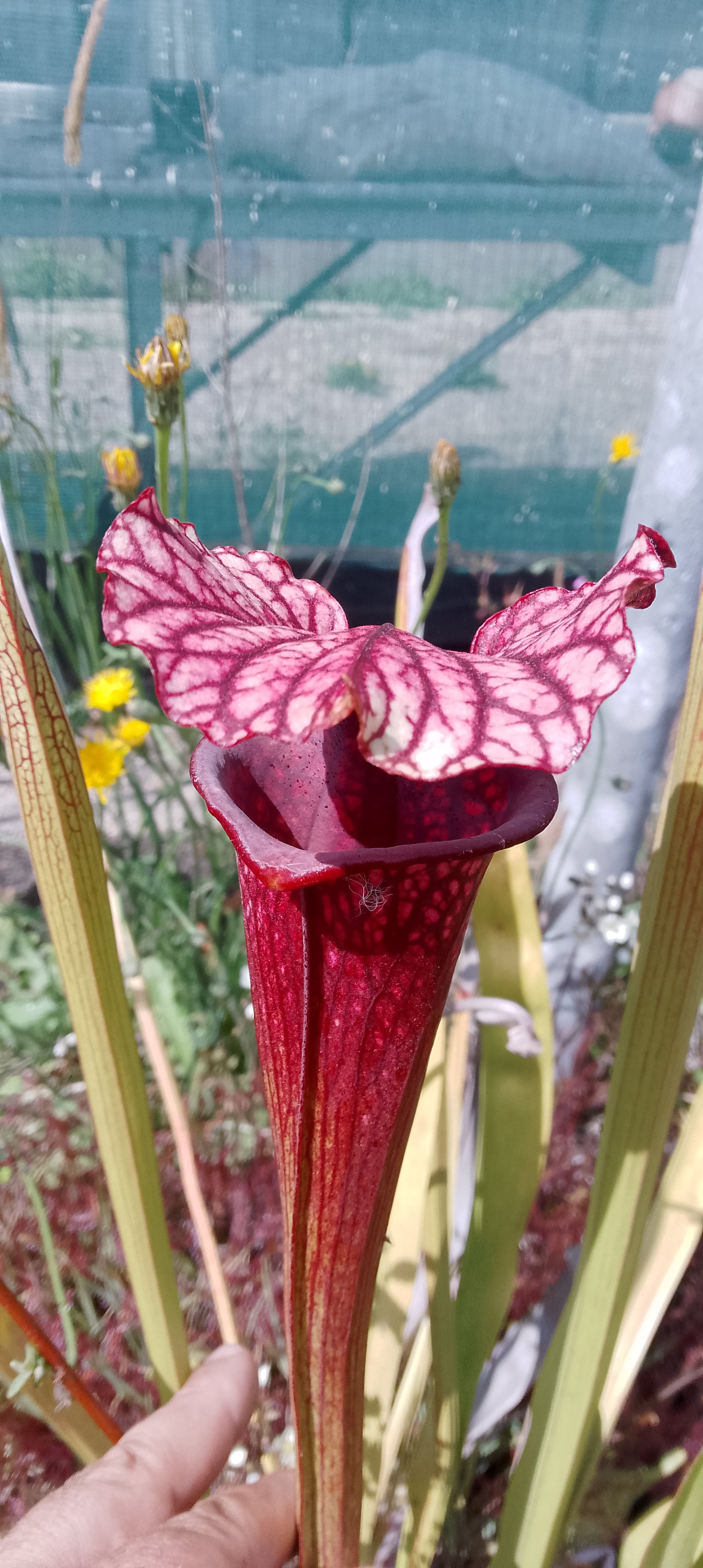 Sarracenia Saurus x Saurus