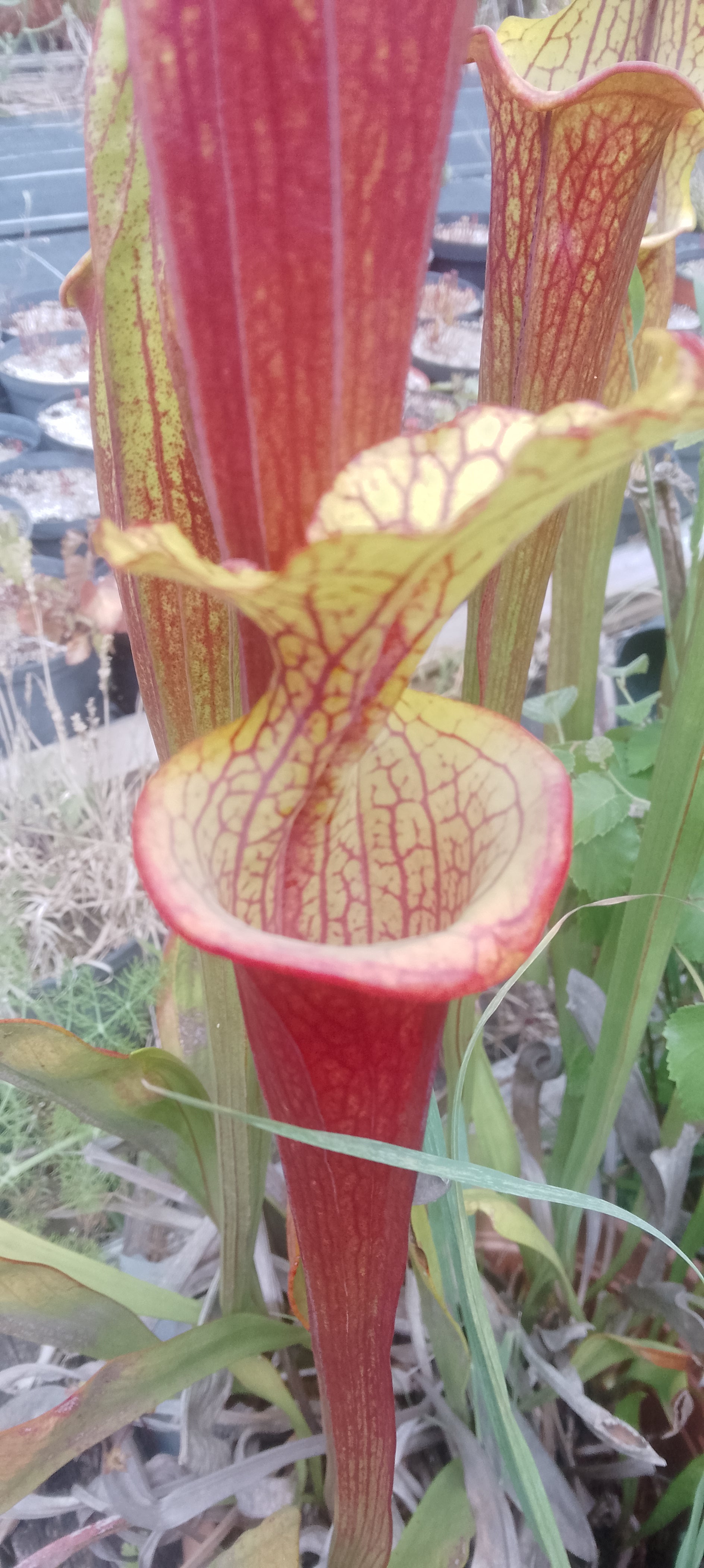 Sarracenia x hybride ''capuchon jaune''