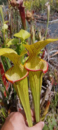 Sarracenia Flava var ornata x Moorei Adrian Slack