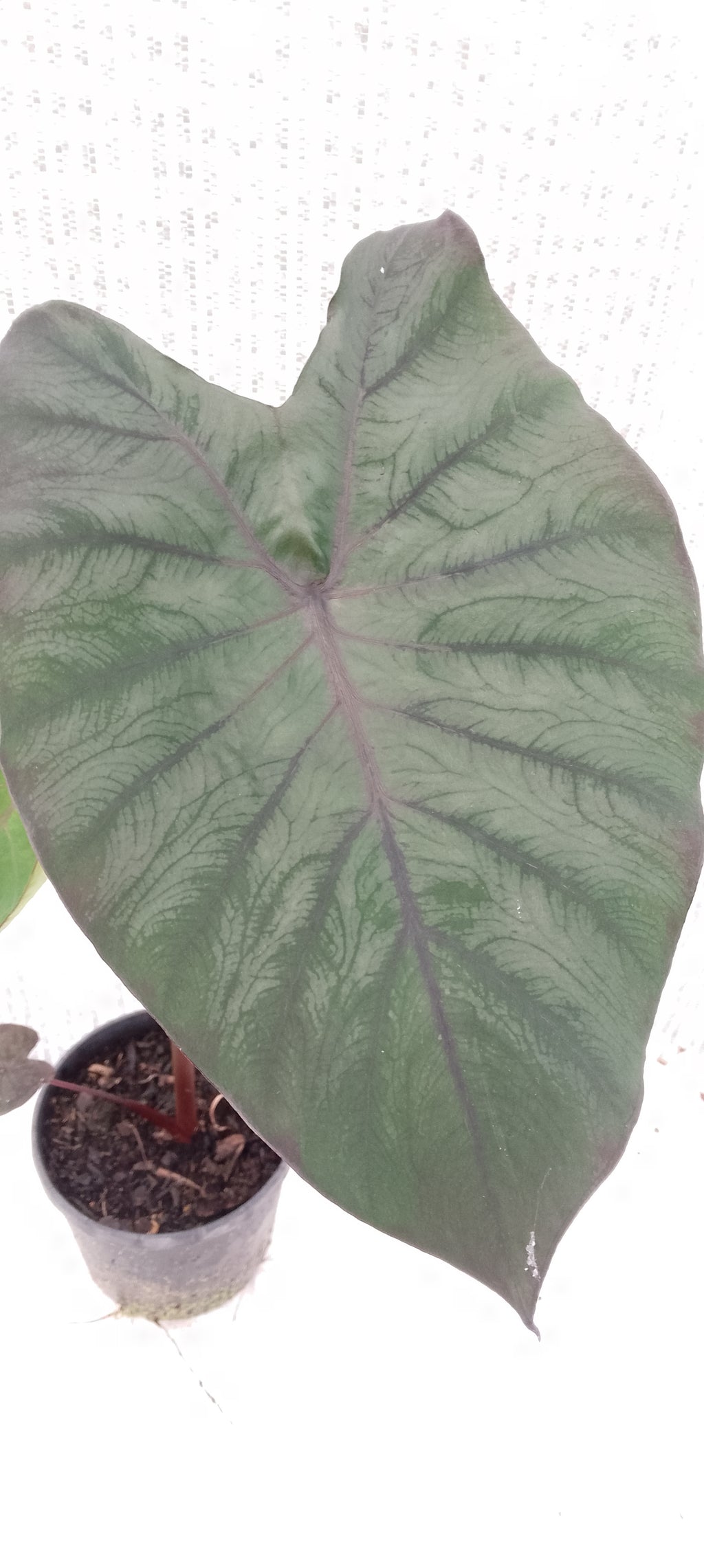 Colocasia de semis 7
