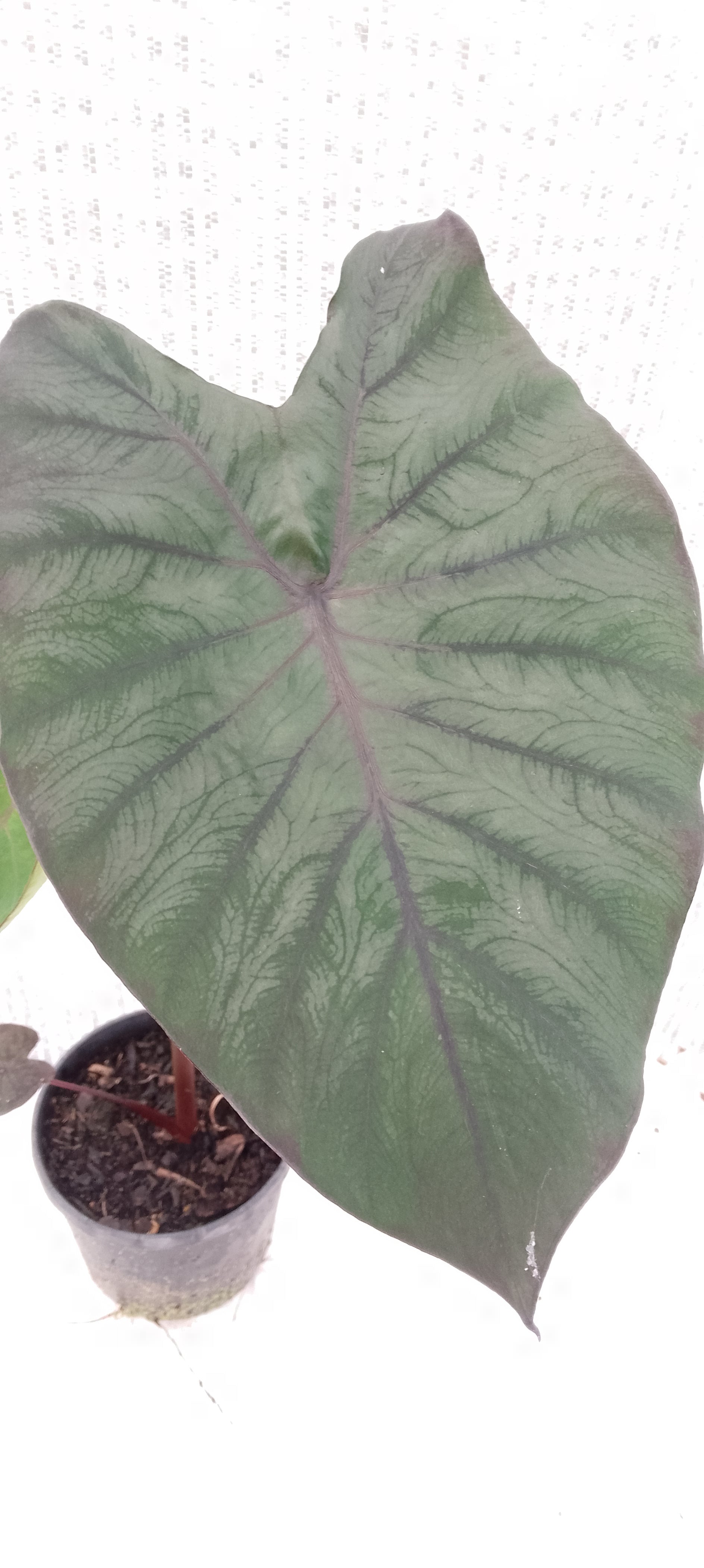 Colocasia de semis 7