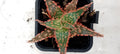 Aloe hybride