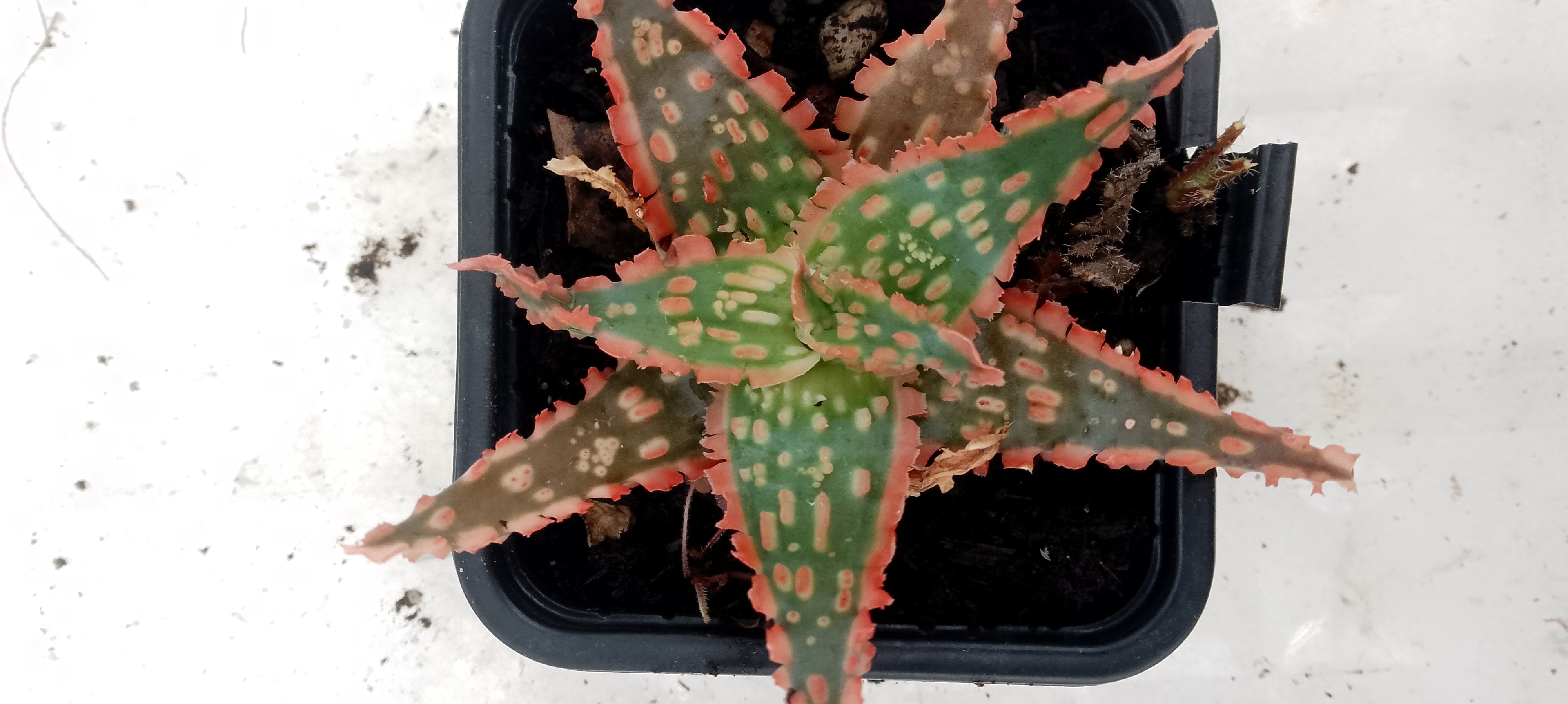Aloe hybride