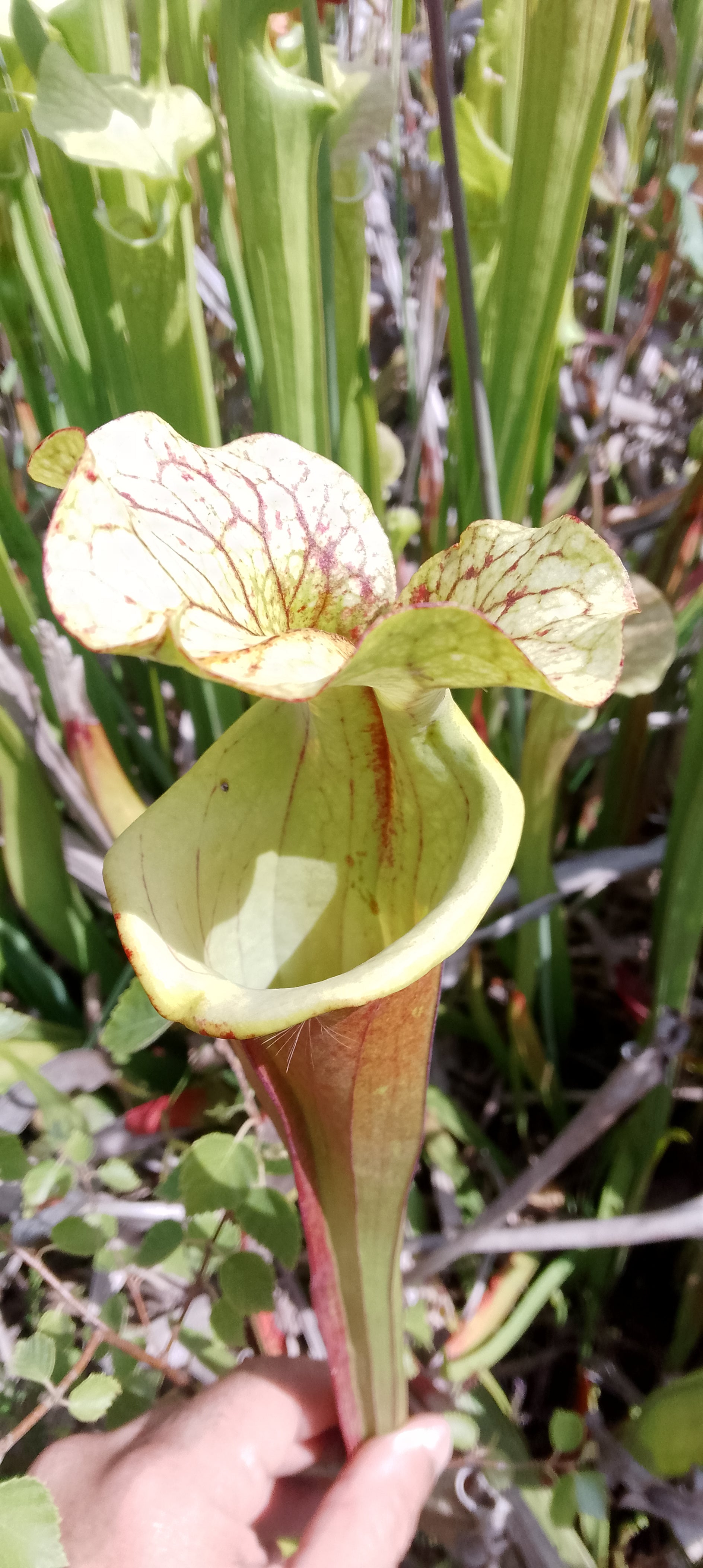 Sarracenia Sergent Hartmann x Sergent Hartmann.