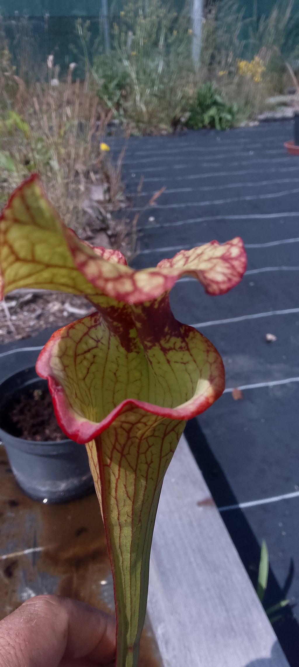 Sarracenia x Moorei Lurch