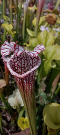 Sarracenia leucophylla