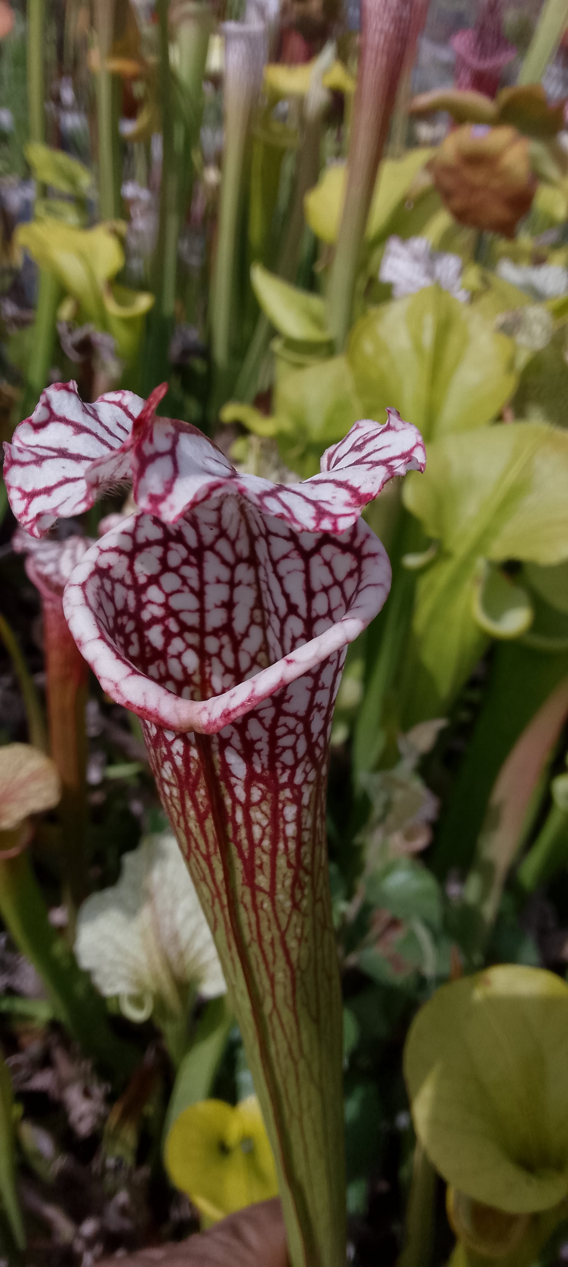 Sarracenia leucophylla