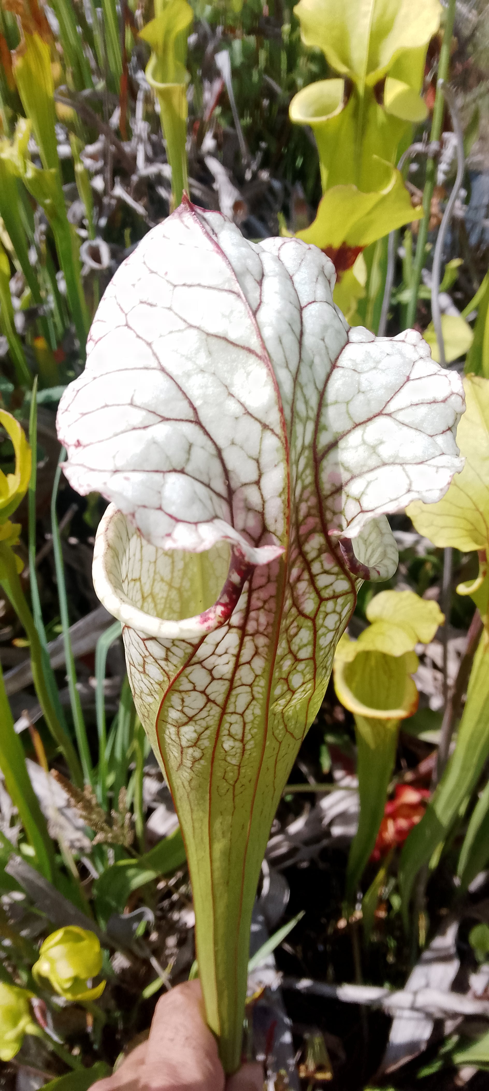 Sarracenia x Moorei