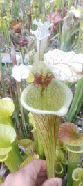 Sarracenia x Moorei