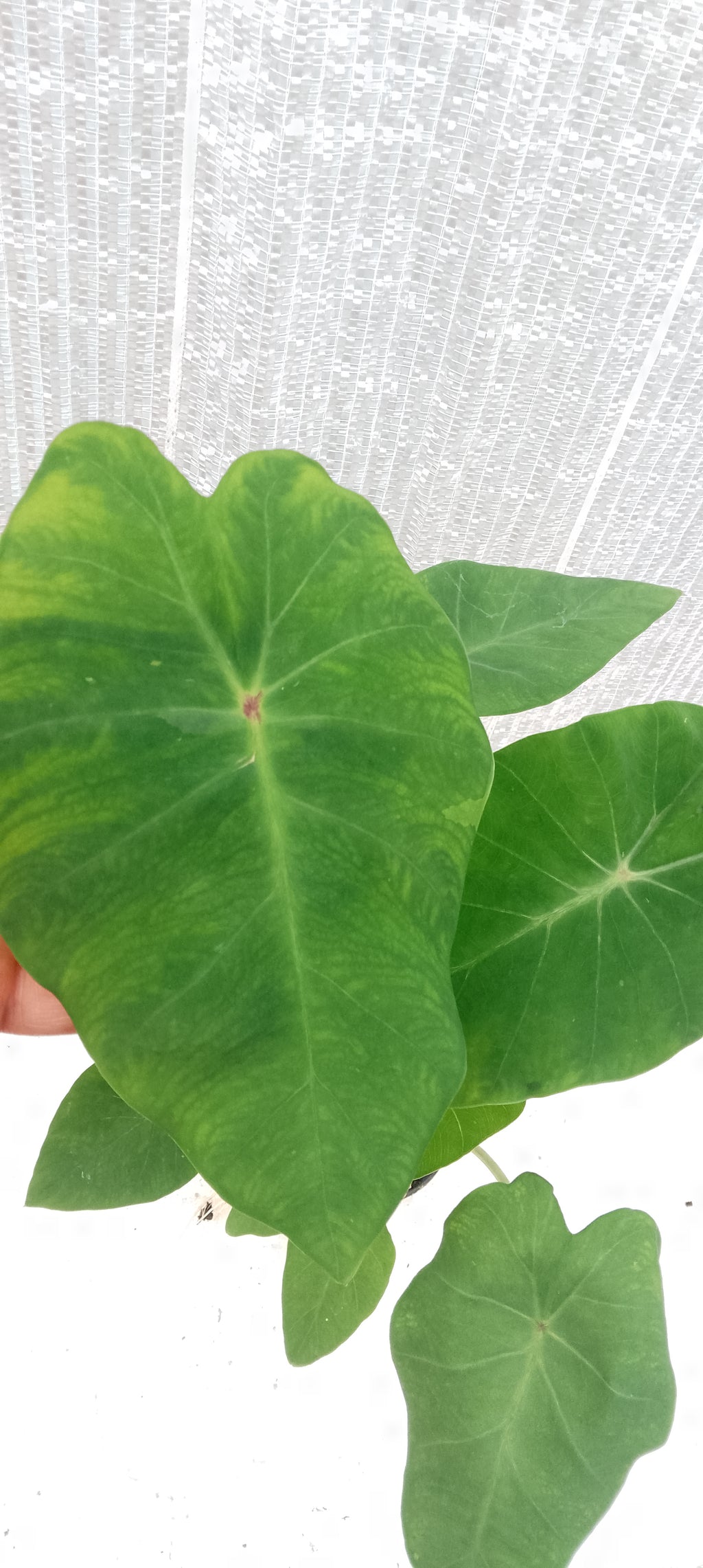 Colocasia de semis 6