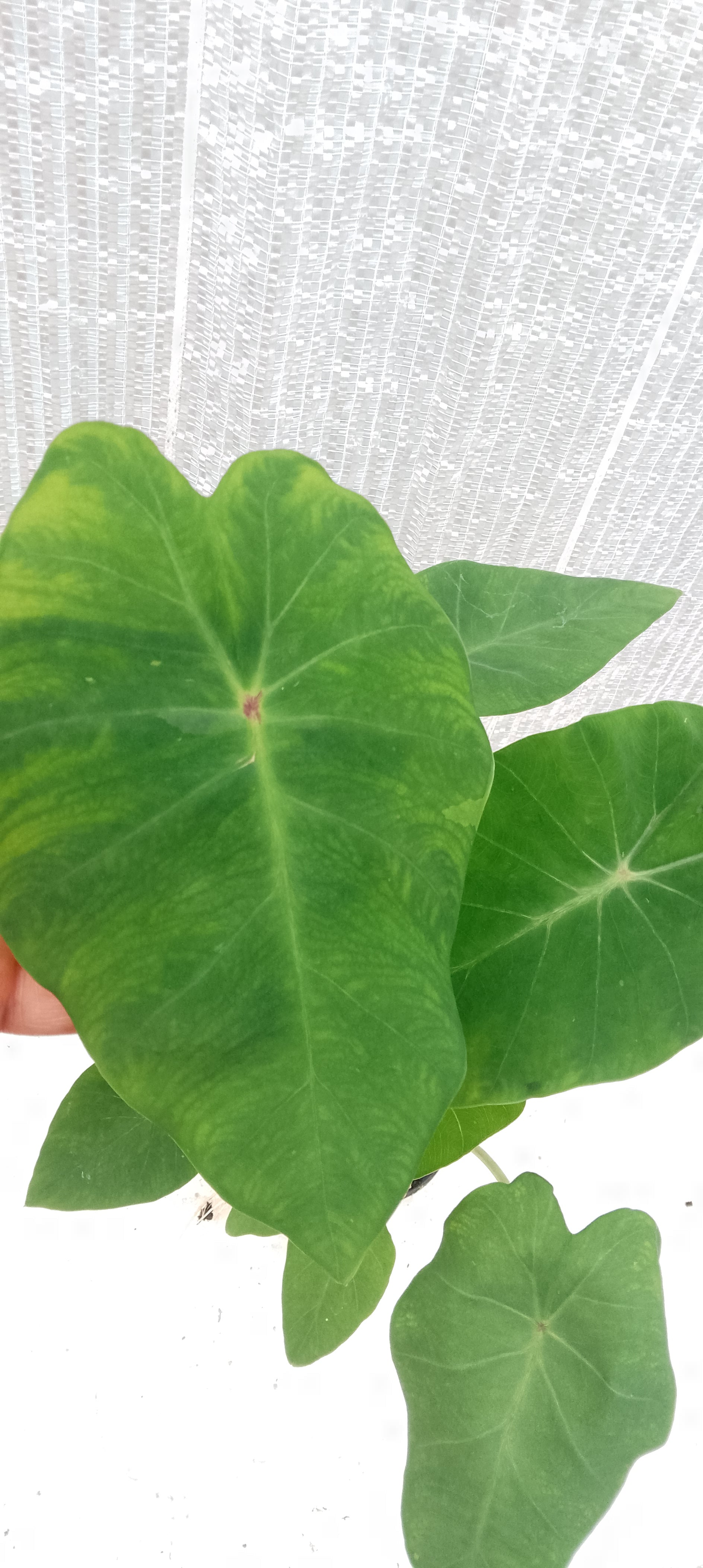 Colocasia de semis 6