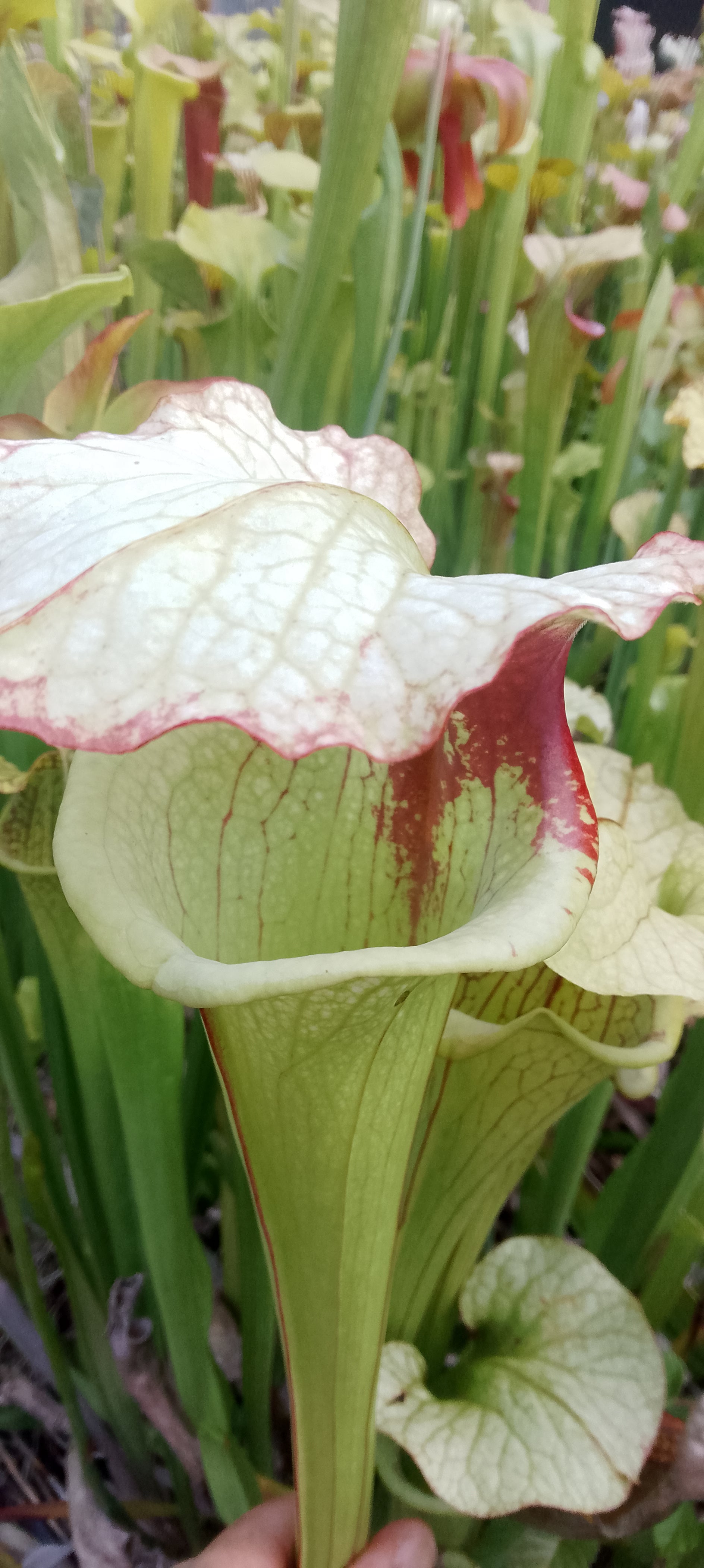 Sarracenia x Moorei