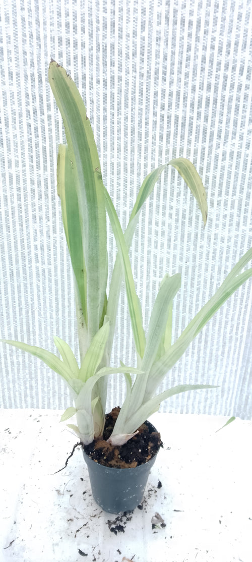 Bilbergia pyramidalis variegata