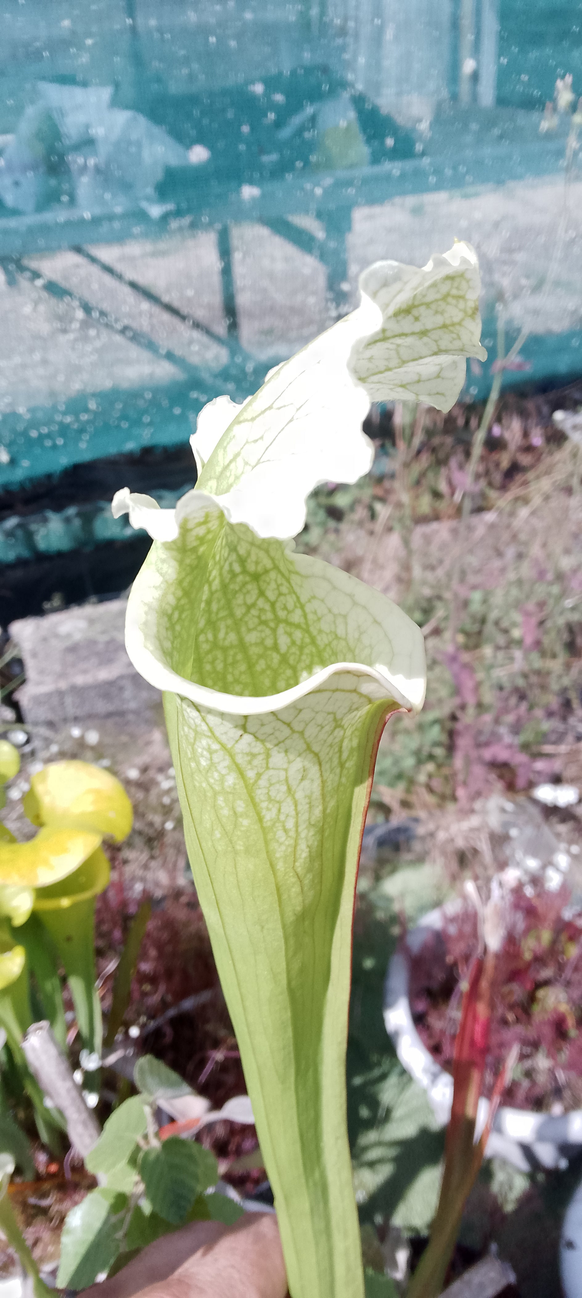 Sarracenia Moorei x leucophylla HCWF