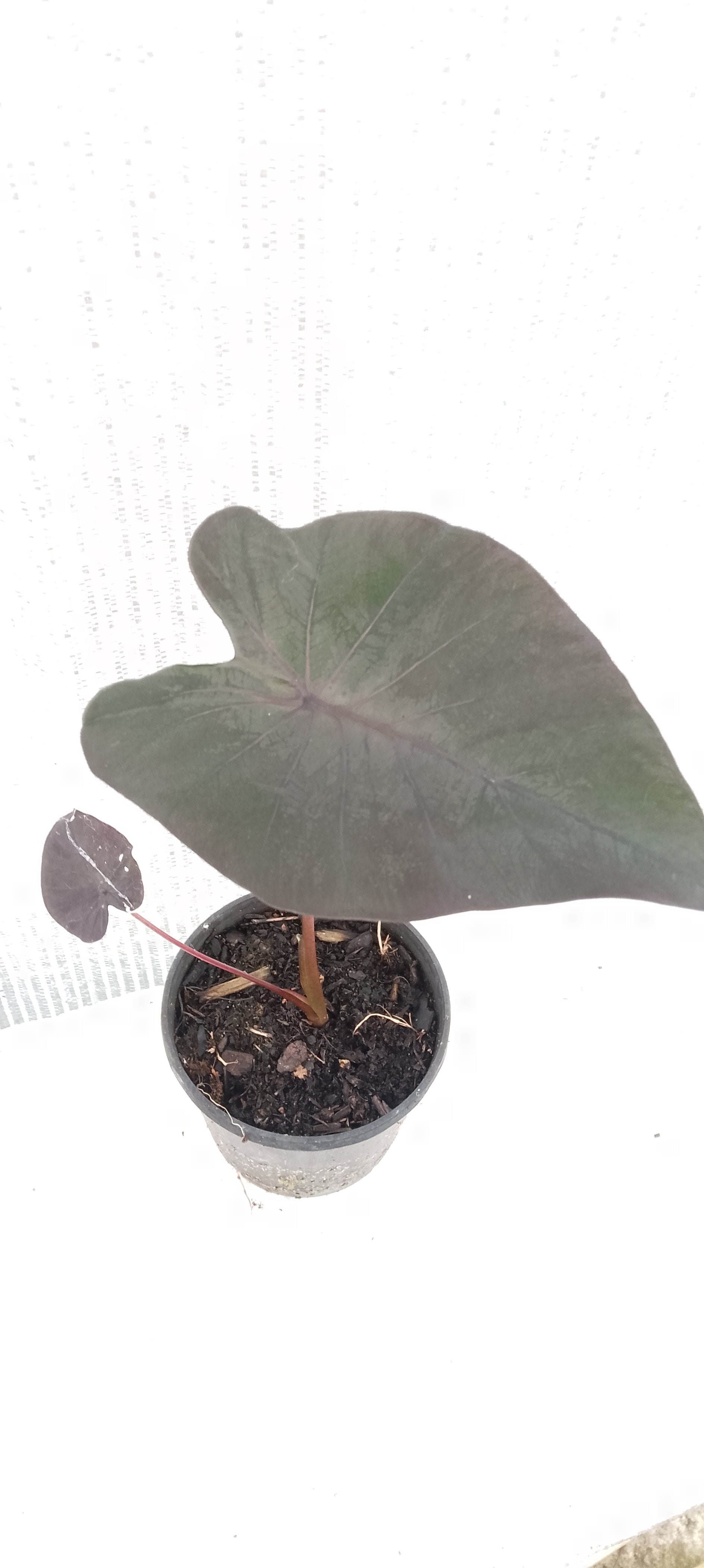 Colocasia de semis 8