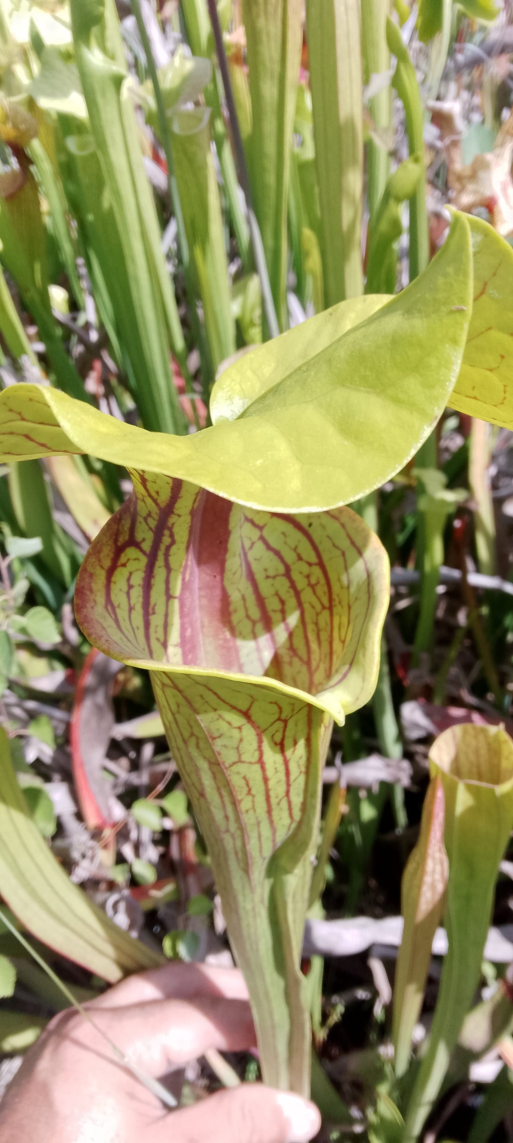Sarracenia Flava var ornata