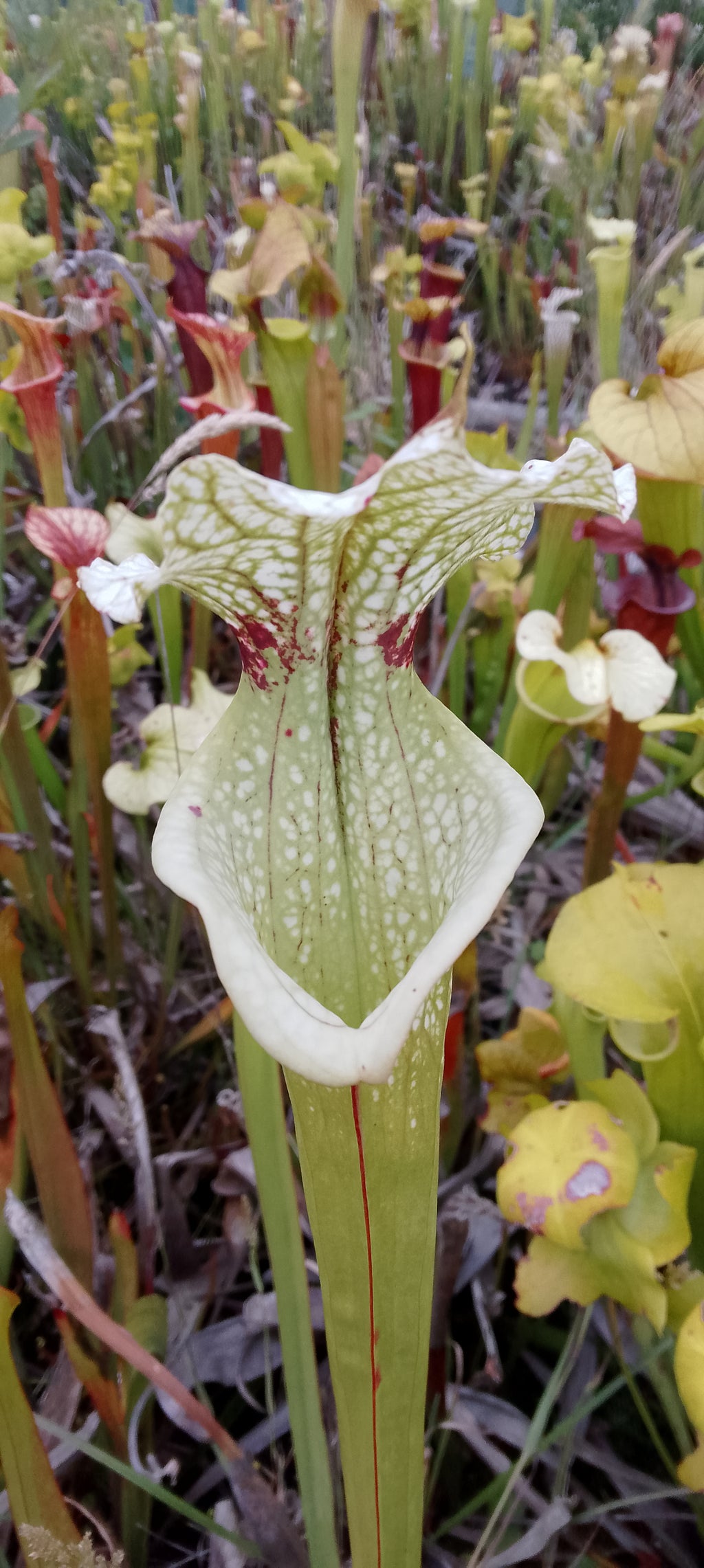 Sarracenia x Moorei x Moorei
