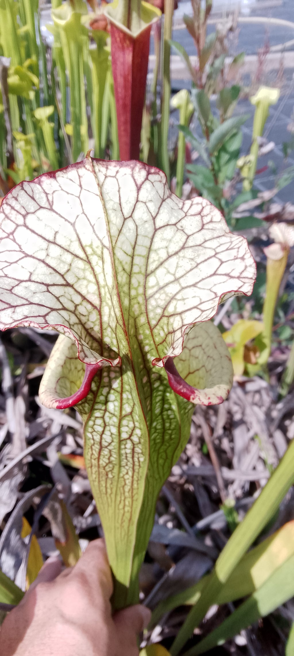 Sarracenia x Moorei Leah Wilkerson