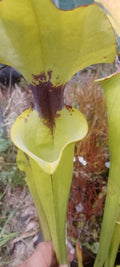 Sarracenia x Leah Wilkerson x Leah Wilkerson.