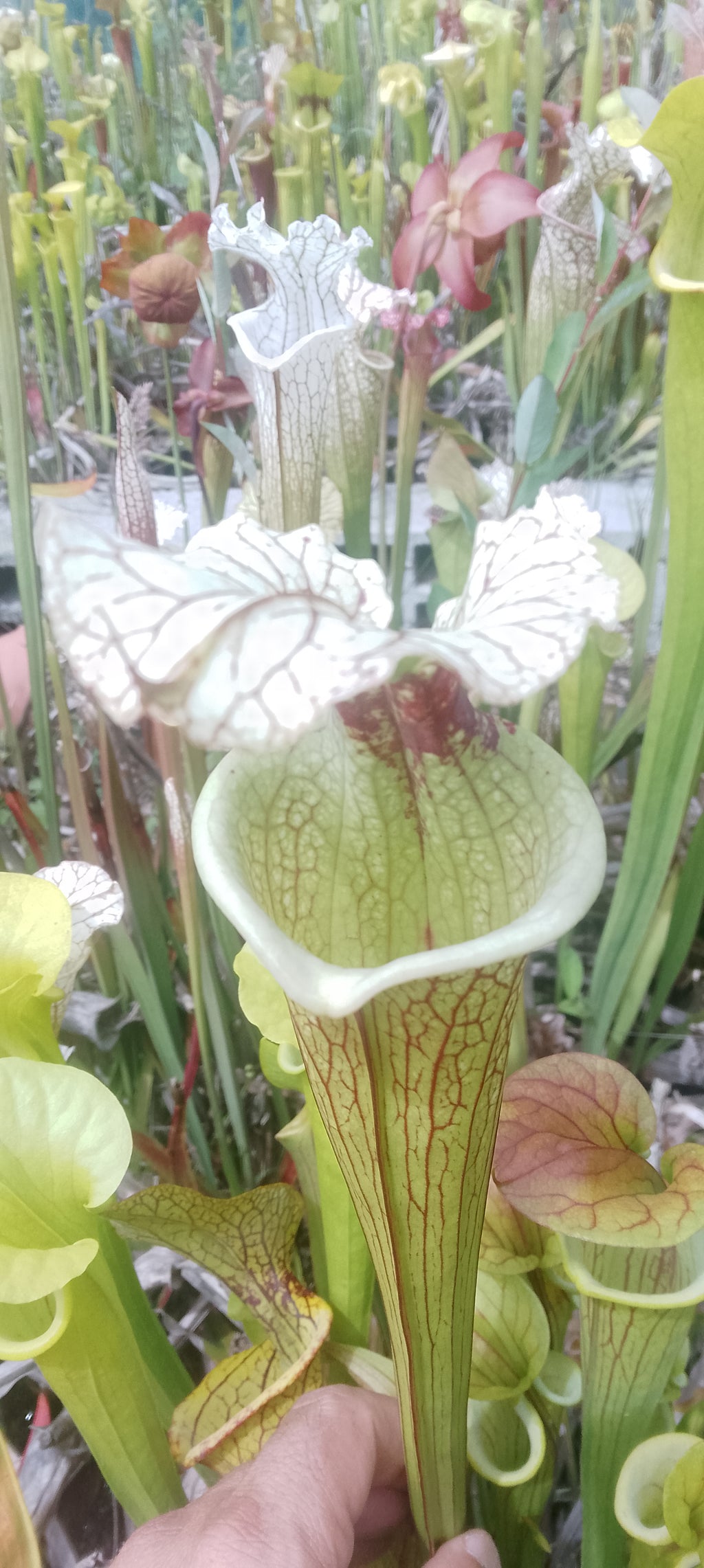Sarracenia x Moorei