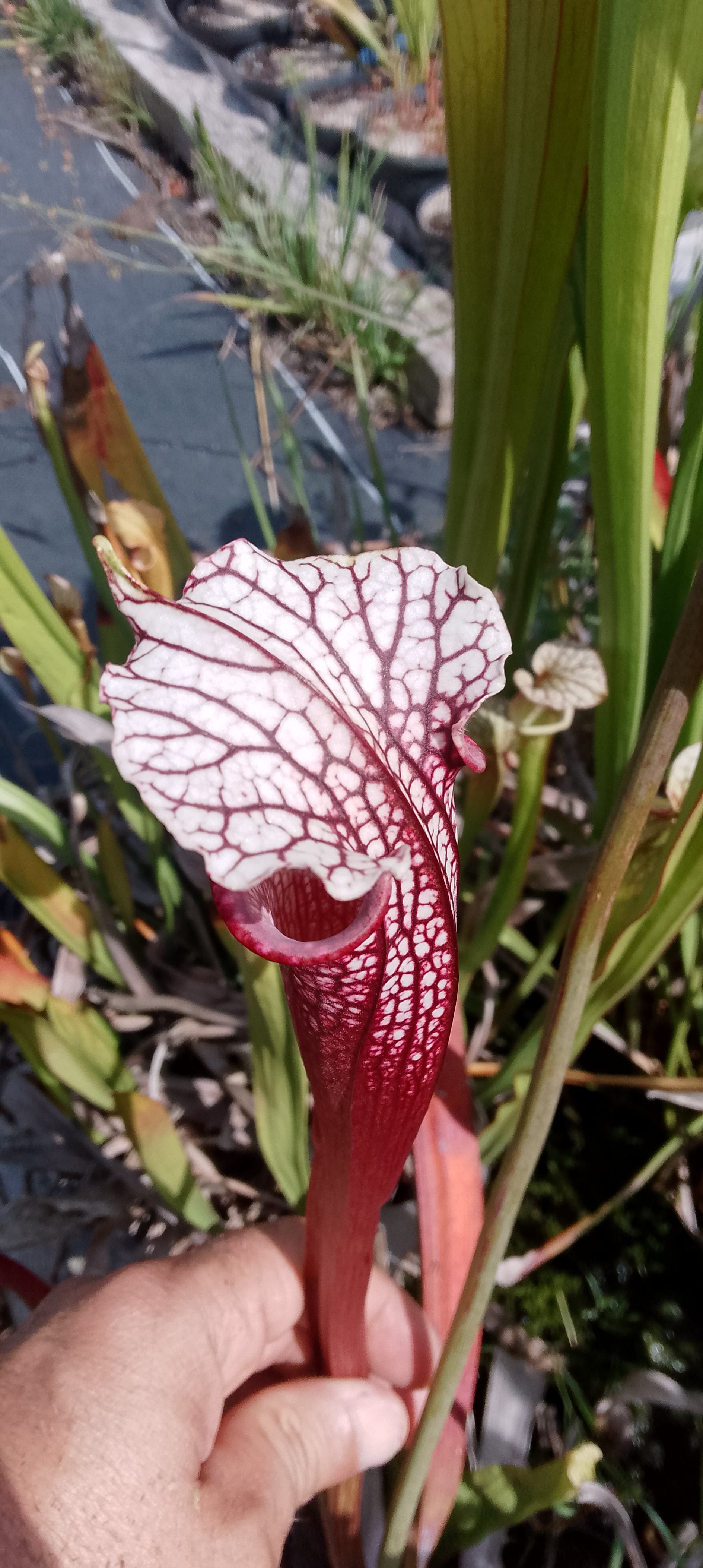 Sarracenia leucophylla Wilkerson red rocket x Saurus