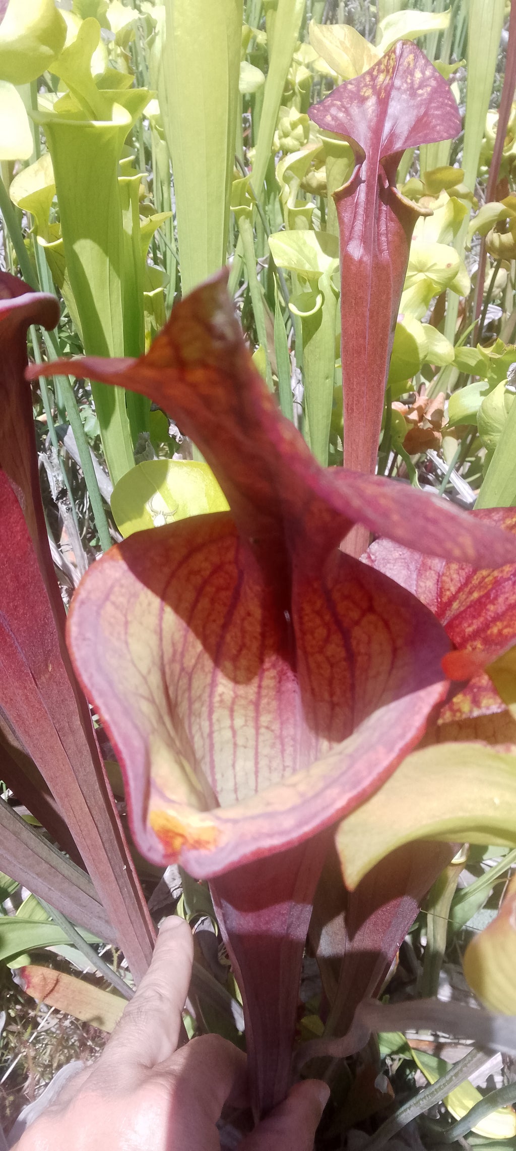 Sarracenia Flava var atropurpurea