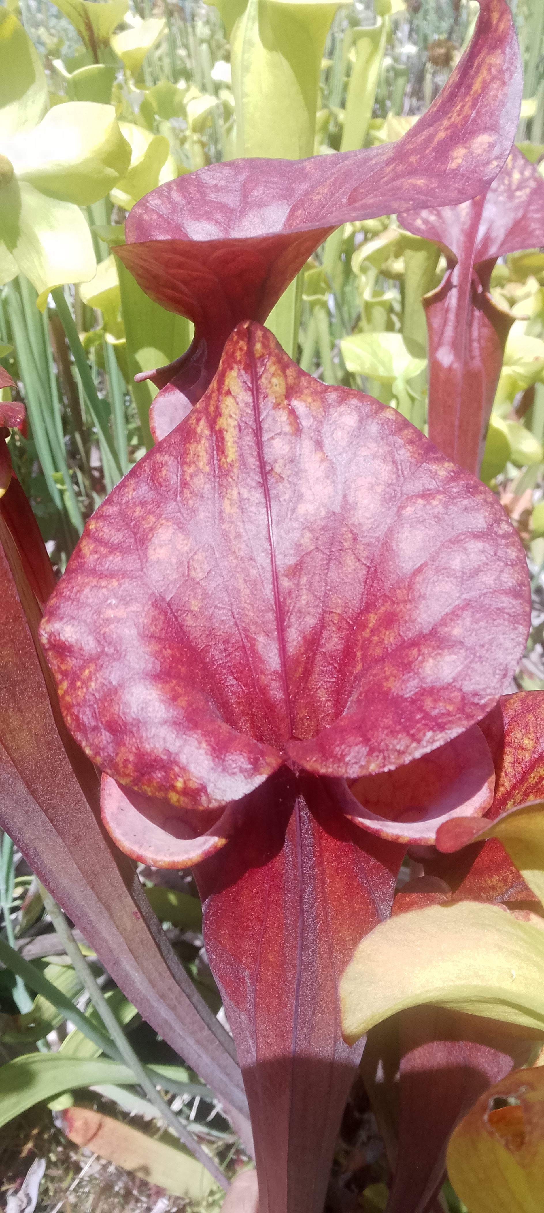 Sarracenia Flava var atropurpurea