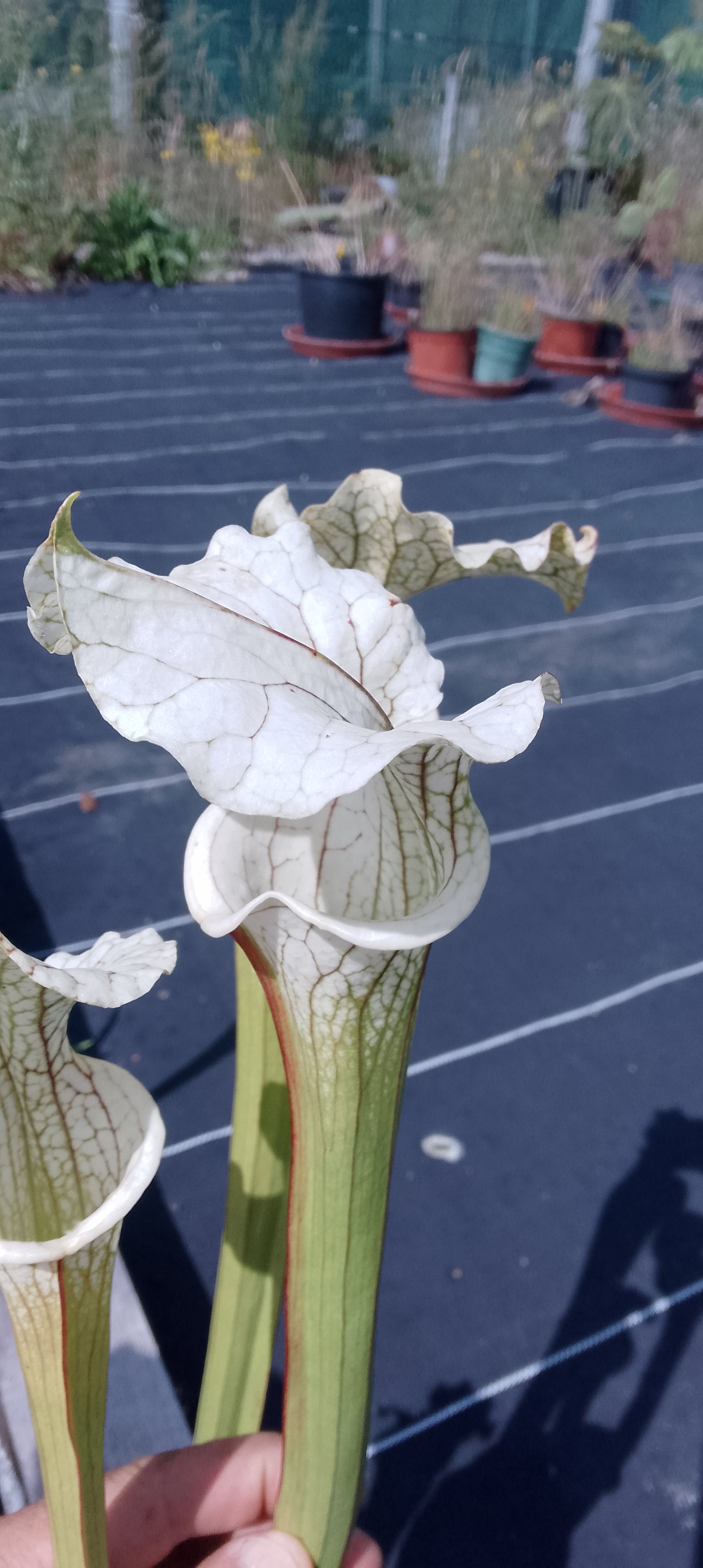 Sarracenia x Moorei Adrian Slack x ( Moorei Adrian Slack x Oreophila)