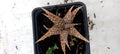 Aloe hybride