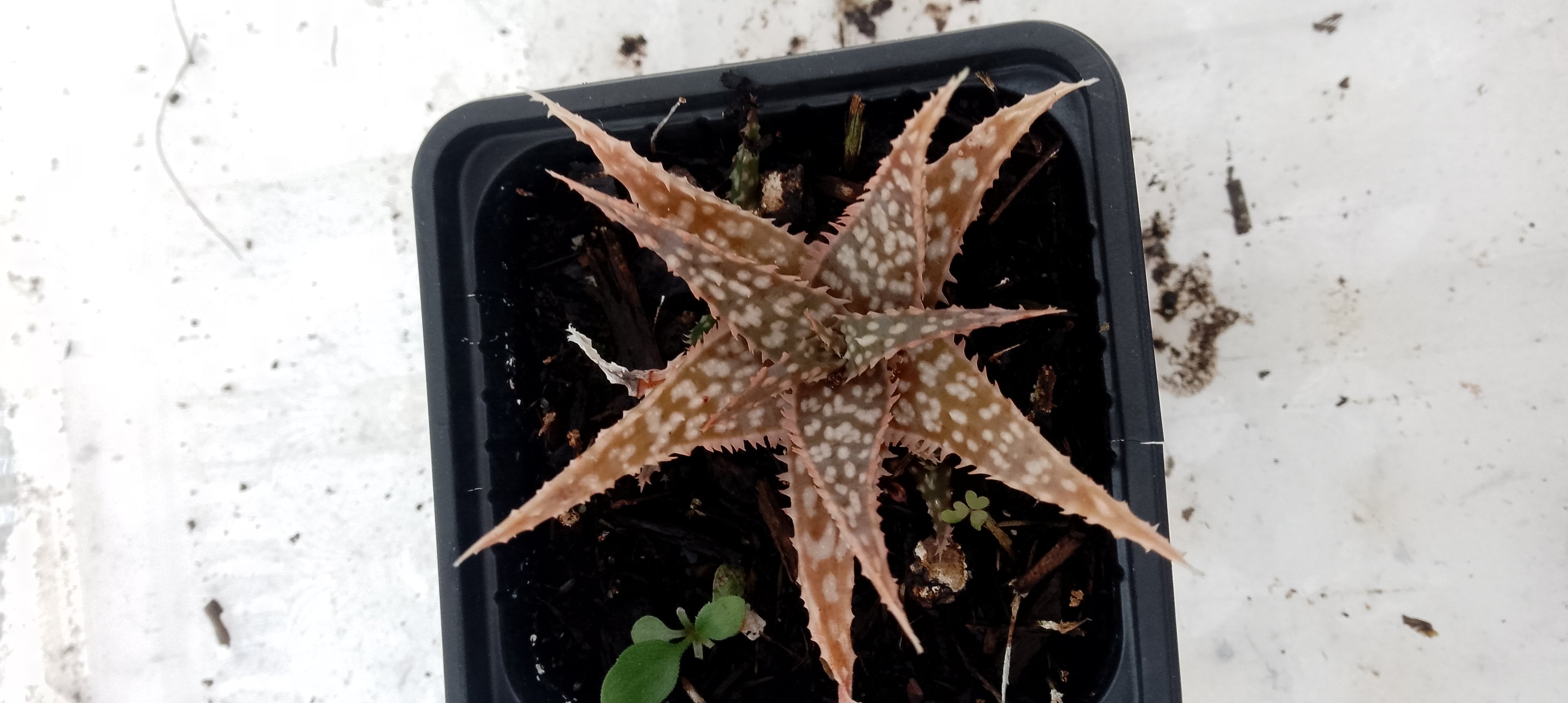 Aloe hybride